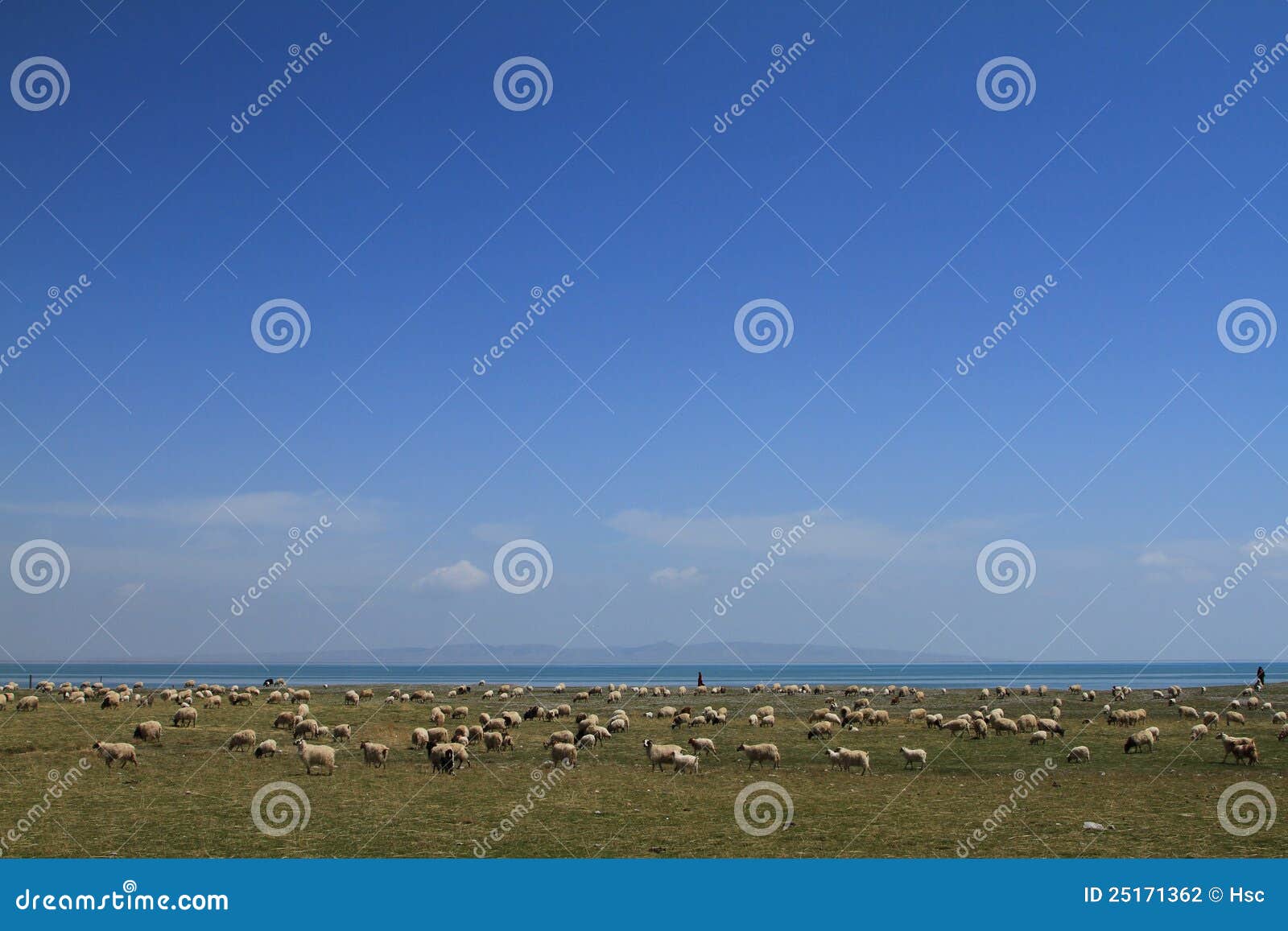 Schafe in der Wiese neben Qinghai-See.