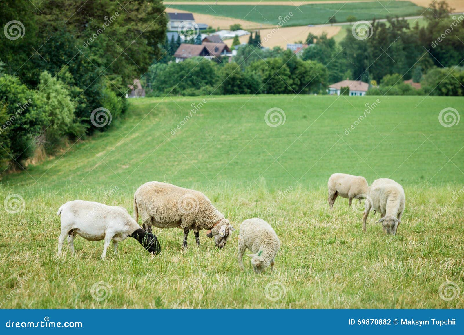 Mening van Schapen en Lammeren op een Groen Gebied