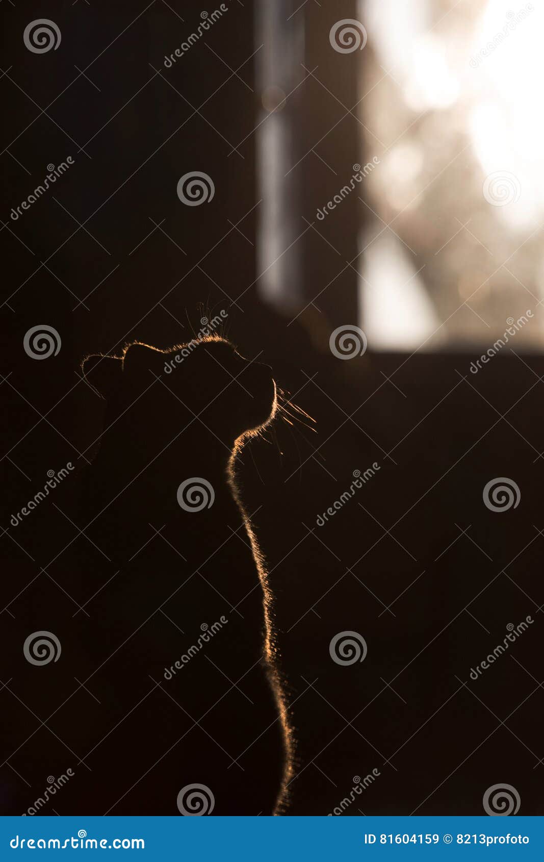 Schattenbild Der Katze Auf Fenster Stockbild Bild von