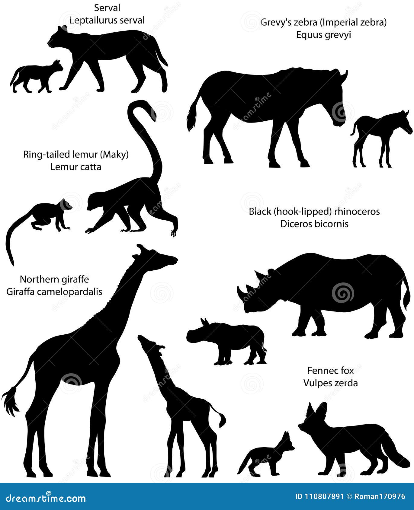 Schattenbilder Von Tieren Von Afrika Mit Jungen Vektor Abbildung Illustration Von Zebra Rhino