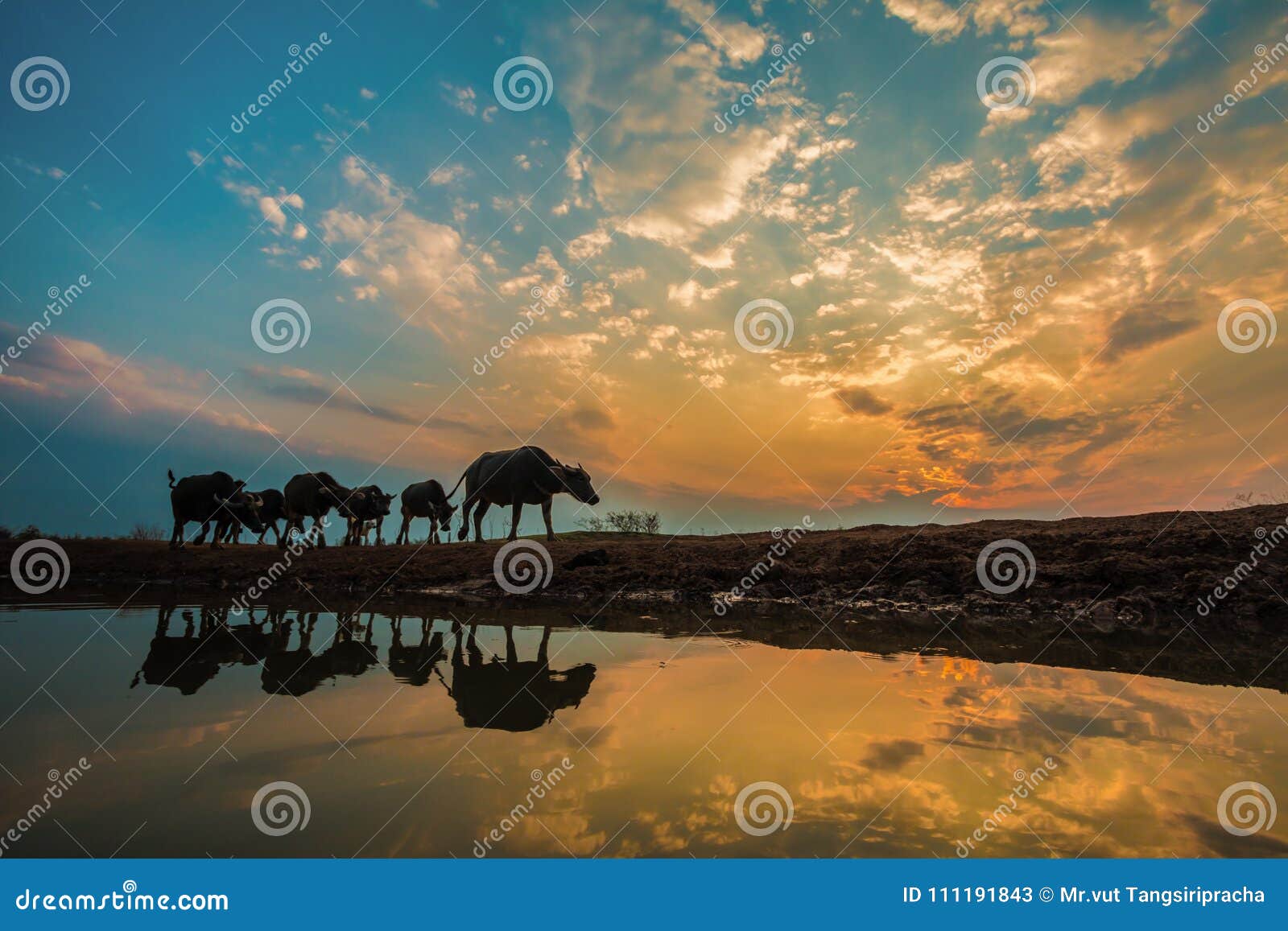 Schattenbildtier mit Sonnenuntergangbeleuchtung. Die Menge ging nach Hause vor Sonnenuntergang und es gibt eine Reflexion auf der Oberfläche