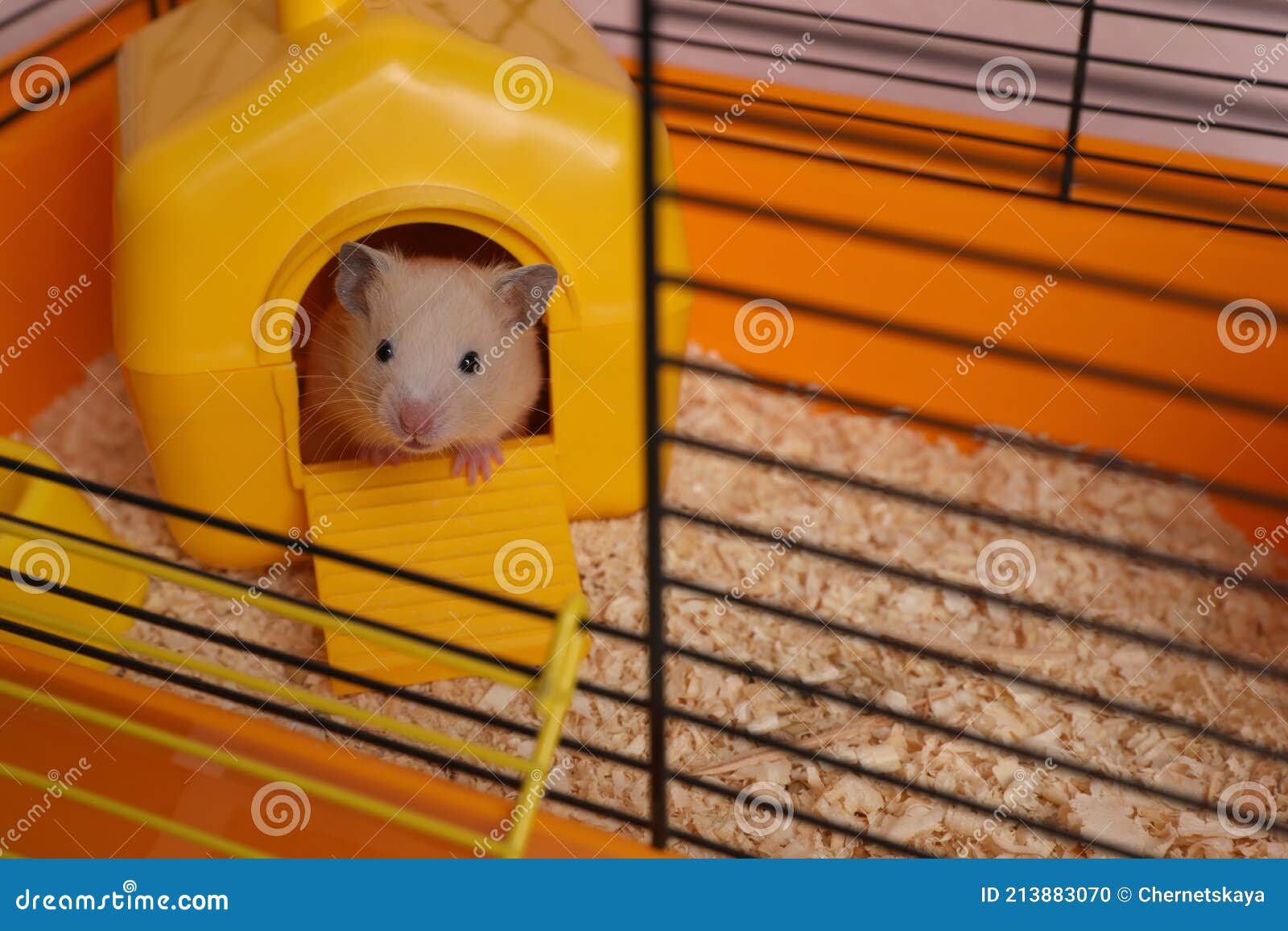 Moderniseren glas krab Schattige Kleine Hamster in Decoratief Huis in Open Kooi Stock Foto - Image  of nieuwsgierig, achtergrond: 213883070