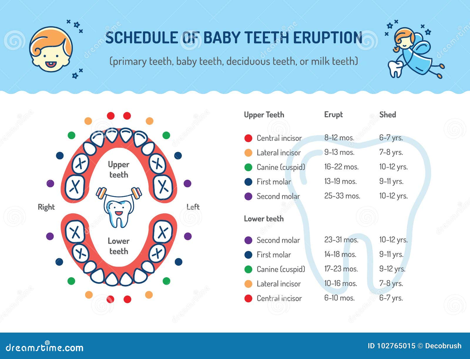 Schedule of Baby Teeth Eruption. Primary Teeth, Deciduous Teeth