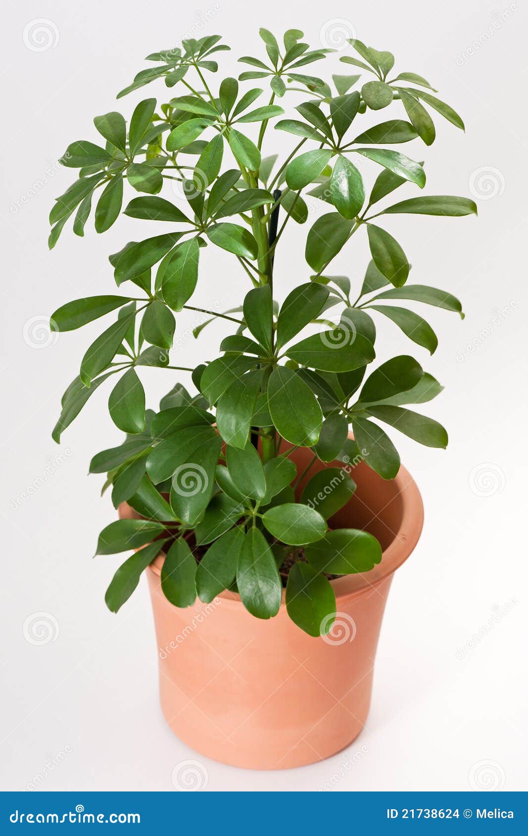 Schefflera house  plant  stock photo Image of gardening 