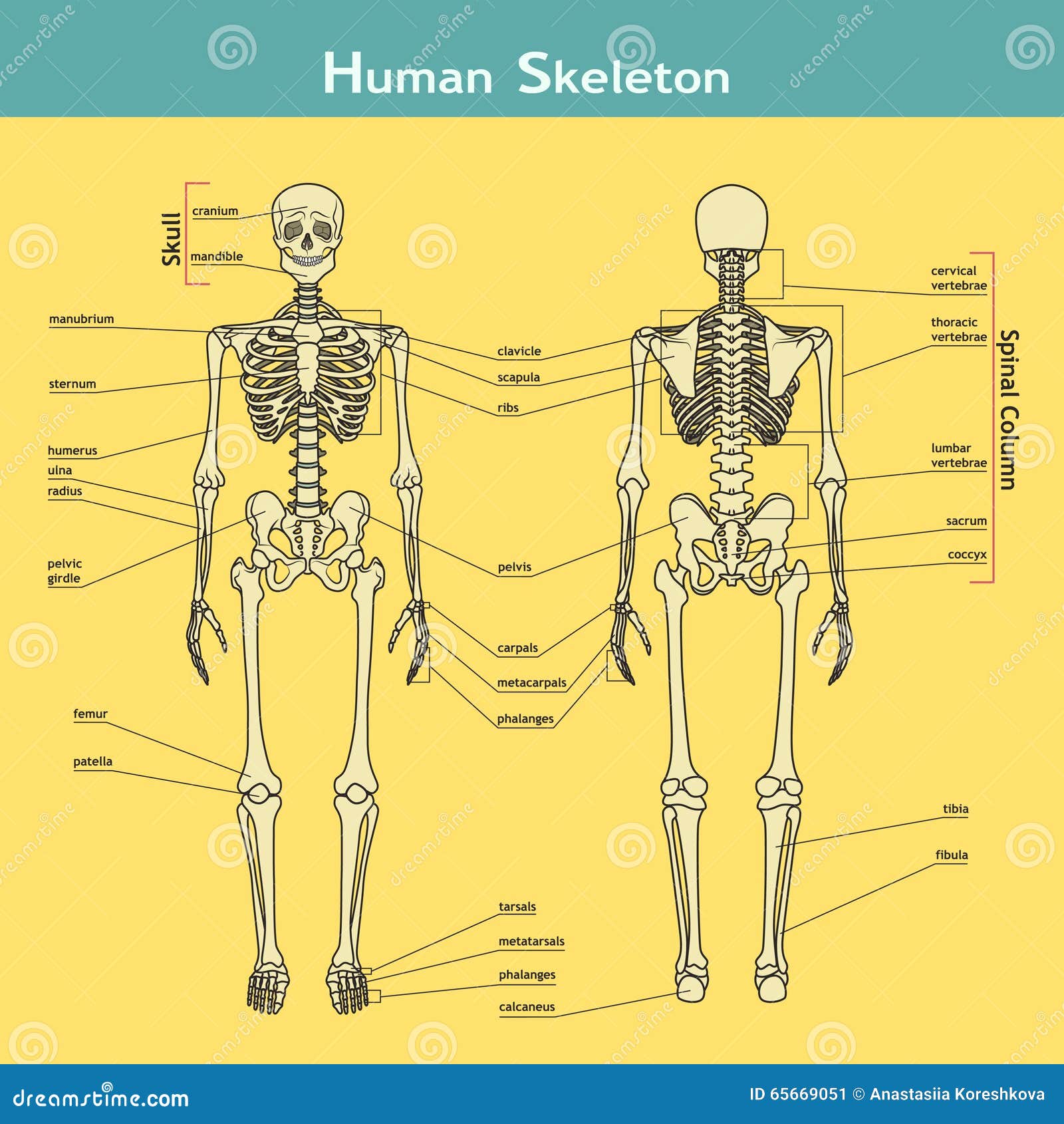 Scheletro Umano Anteriore E Posteriore Vista Con Le Spiegazioni Illustrazione Vettoriale Illustrazione Di Patella Umano