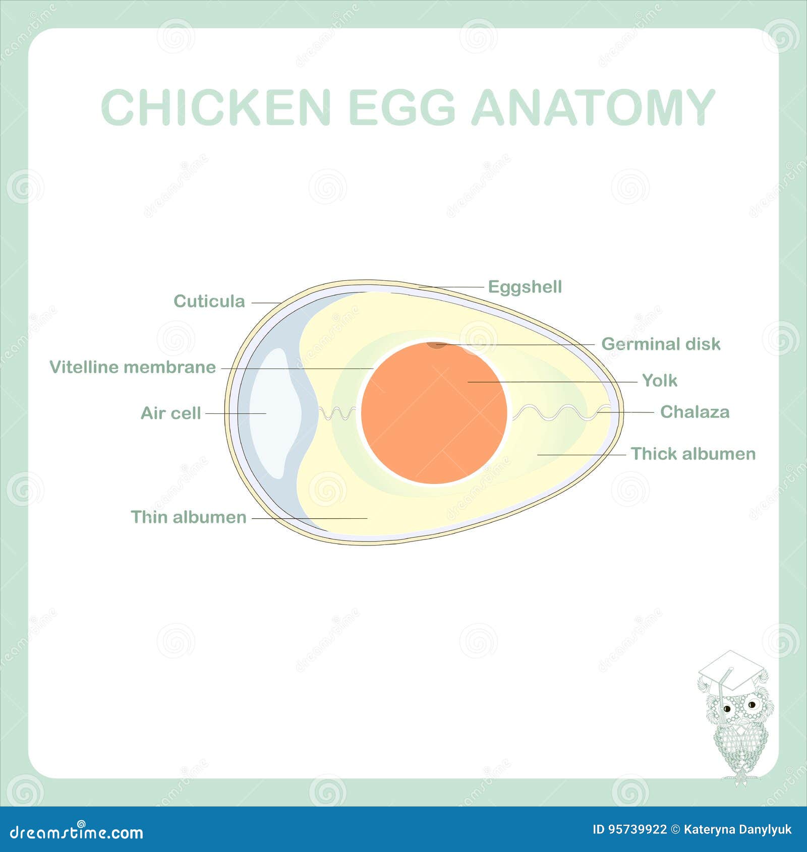 schematic chicken egg anatomy stock  , is marked thin albumen, chalaza, yolk, vitelline membrane, germinal disk