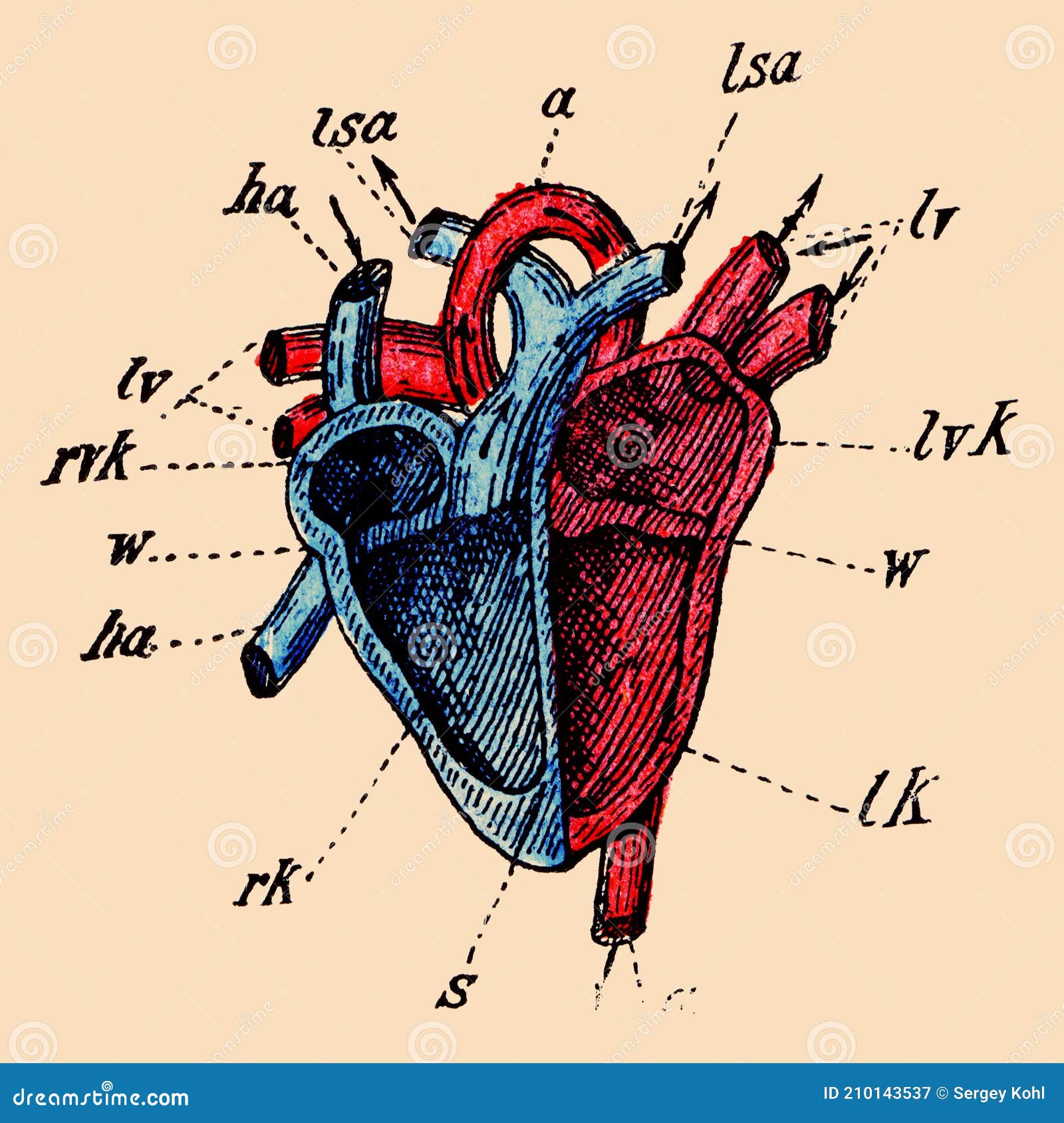 A Schematic Cutaway Of The Human Heart. 