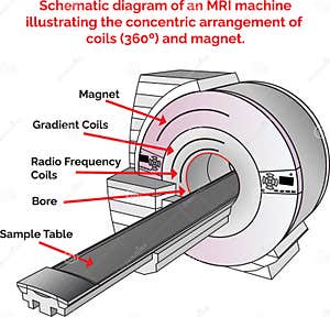 Mrigradientcoils Clipart And Illustrations