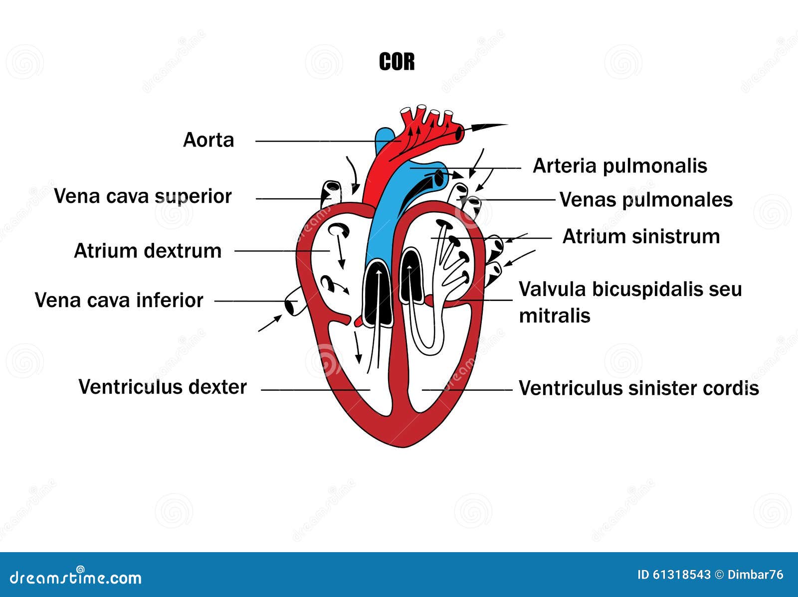 arteria pulmonalis