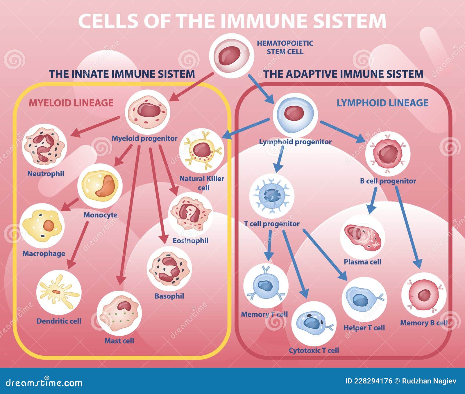 Cells Of The Immune System. List Of Immune Cells Dendritic, Mast