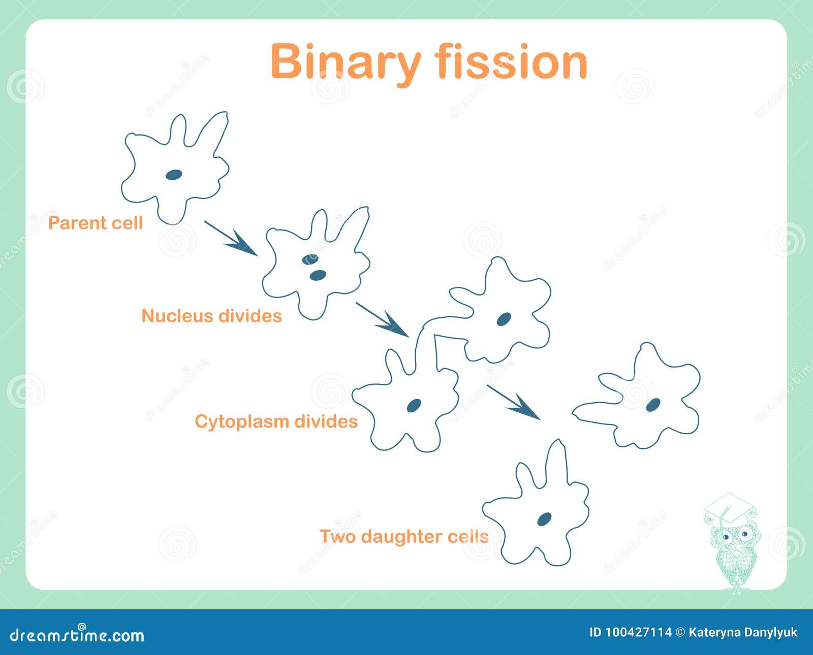 steps of binary fission steps of binary fission