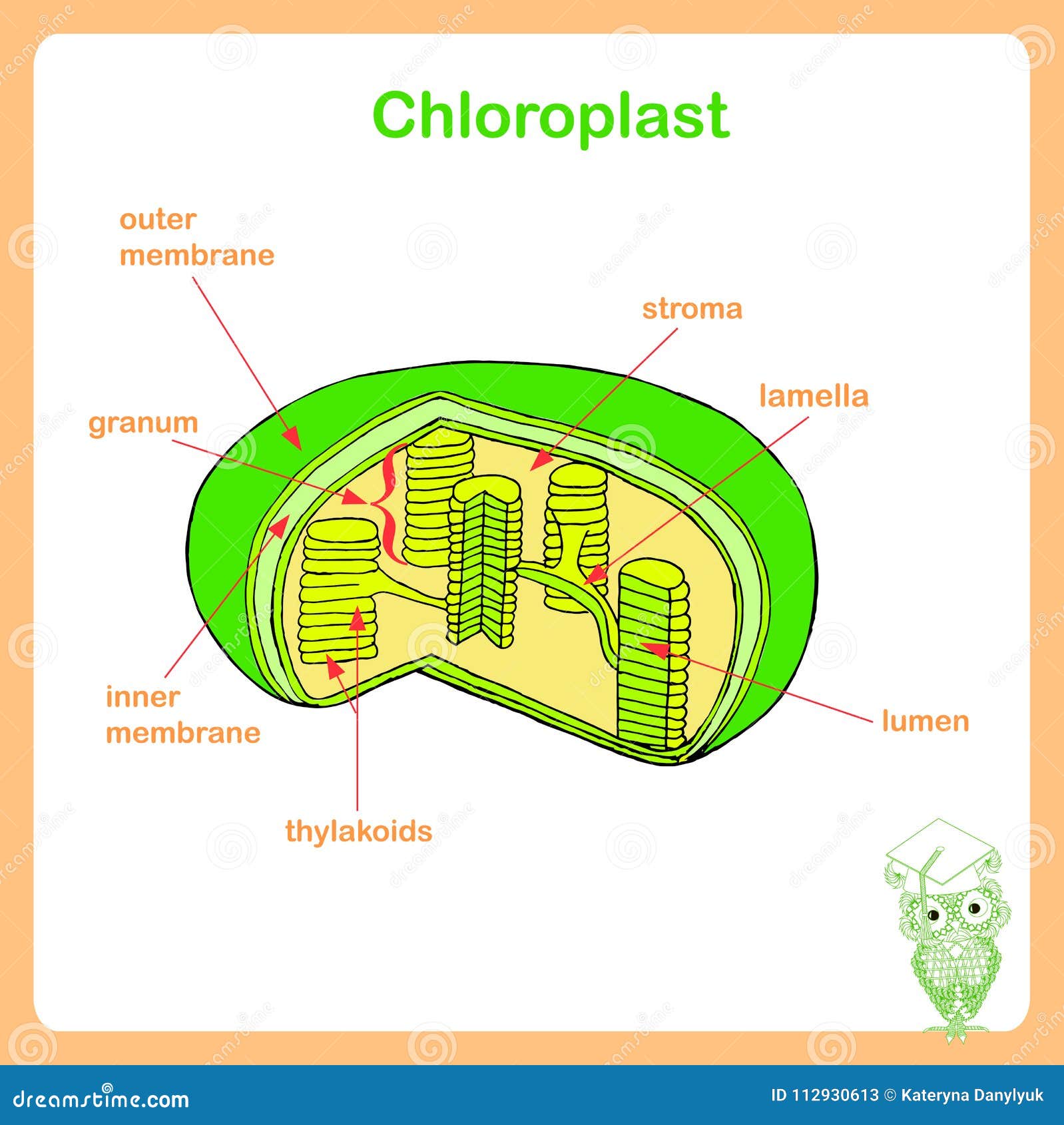 Scheme of Chloroplast Structure Stock Vector - Illustration of ...