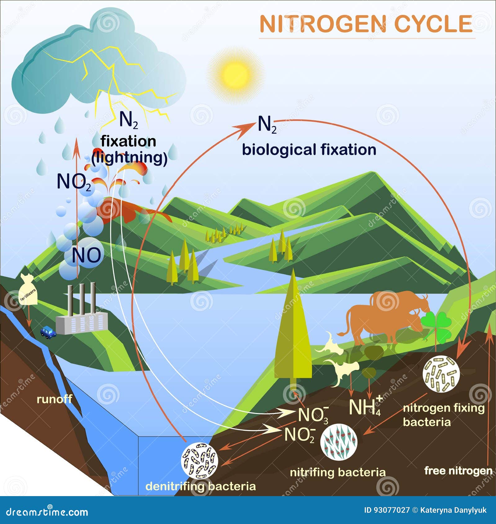 scheme of the nitrogen cycle 