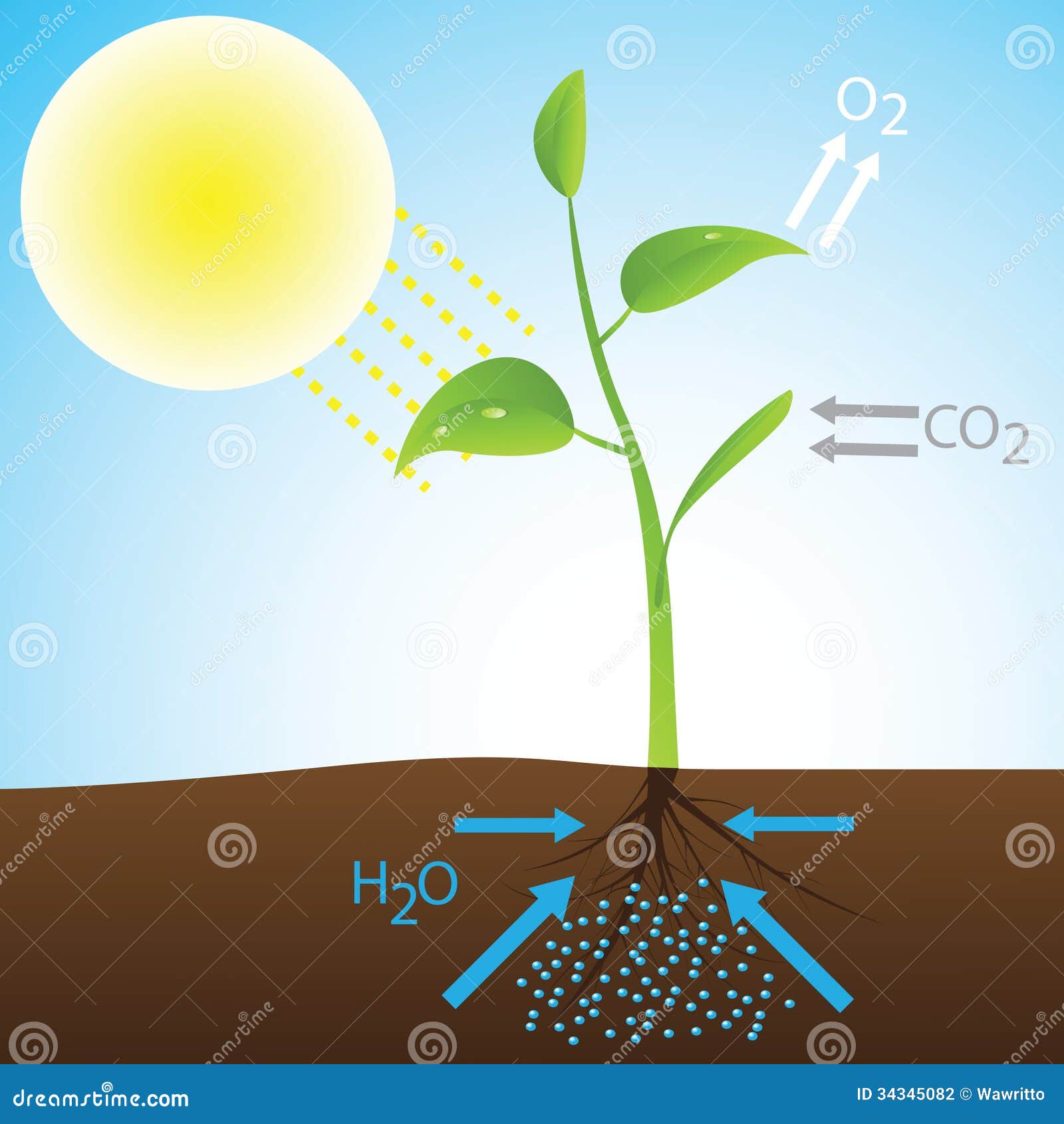 scheme of photosynthesis