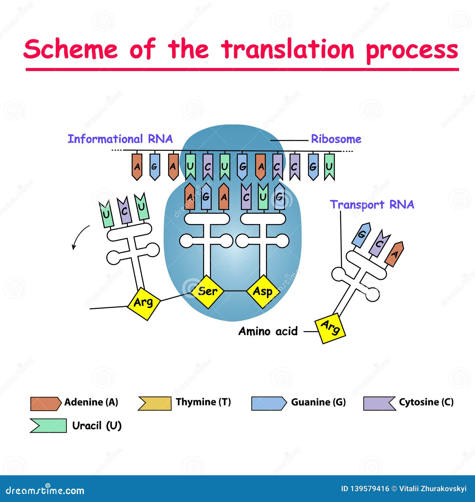 scheme of the translation process. syntesis of mrna from dna in the nucleus. the mrna decoding ribosome by binding of complementa