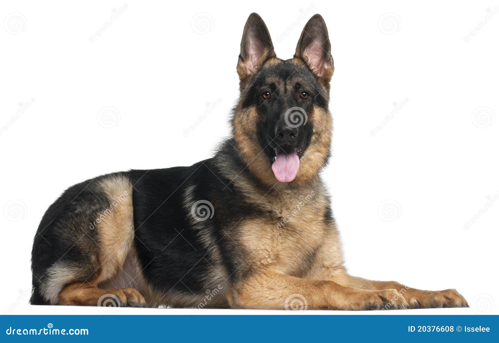 SchäferhundHund, 8 Monate Alte, Liegend Lizenzfreie Stockfotos Bild