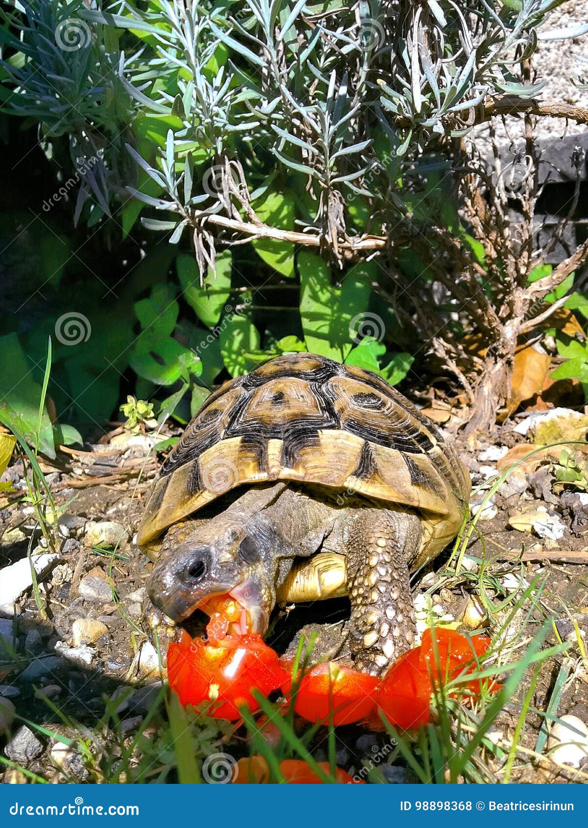 Schildkrote Die Tomate Isst Stockfoto Bild Von Essen Sommer 98898368