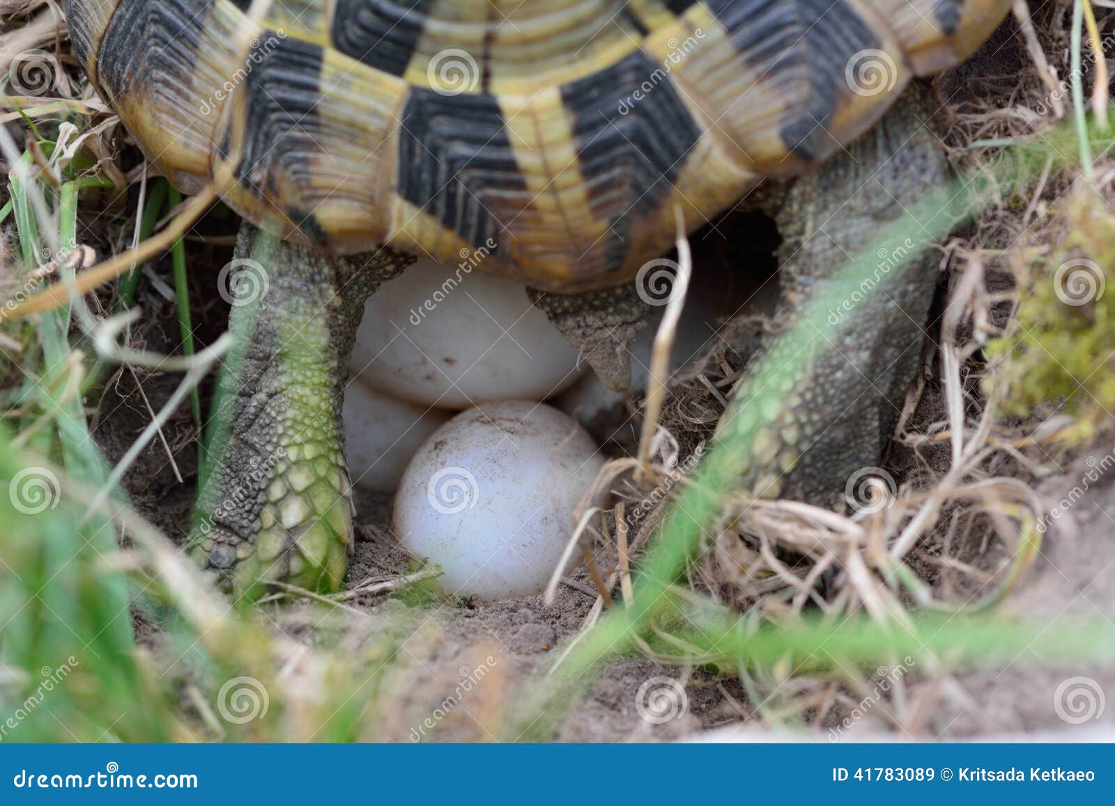 Schildkröte, die Eier legt stockbild. Bild von schildkröte 41783089