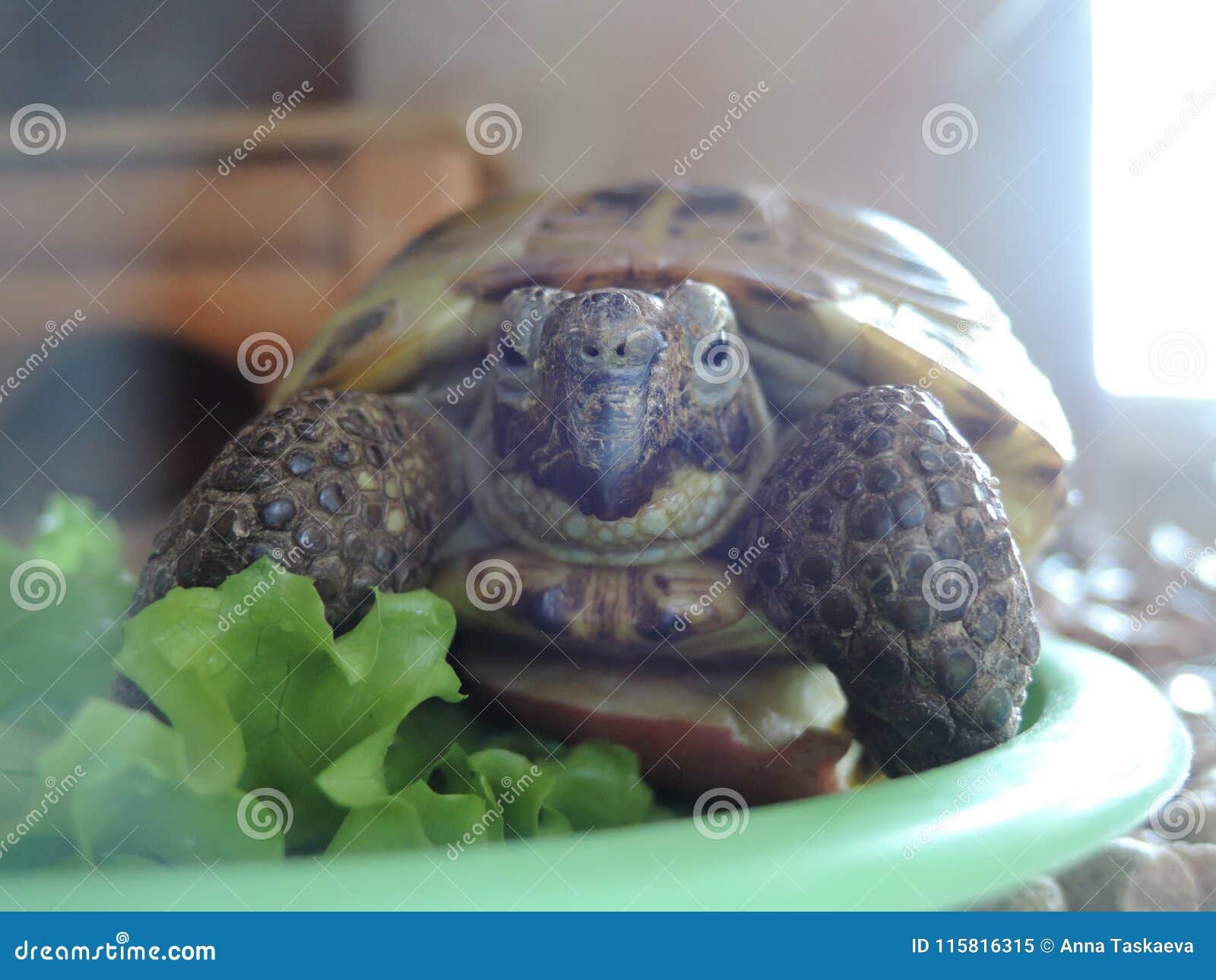 Schildpad in terrarium stock afbeelding. Image of huisdieren 115816315