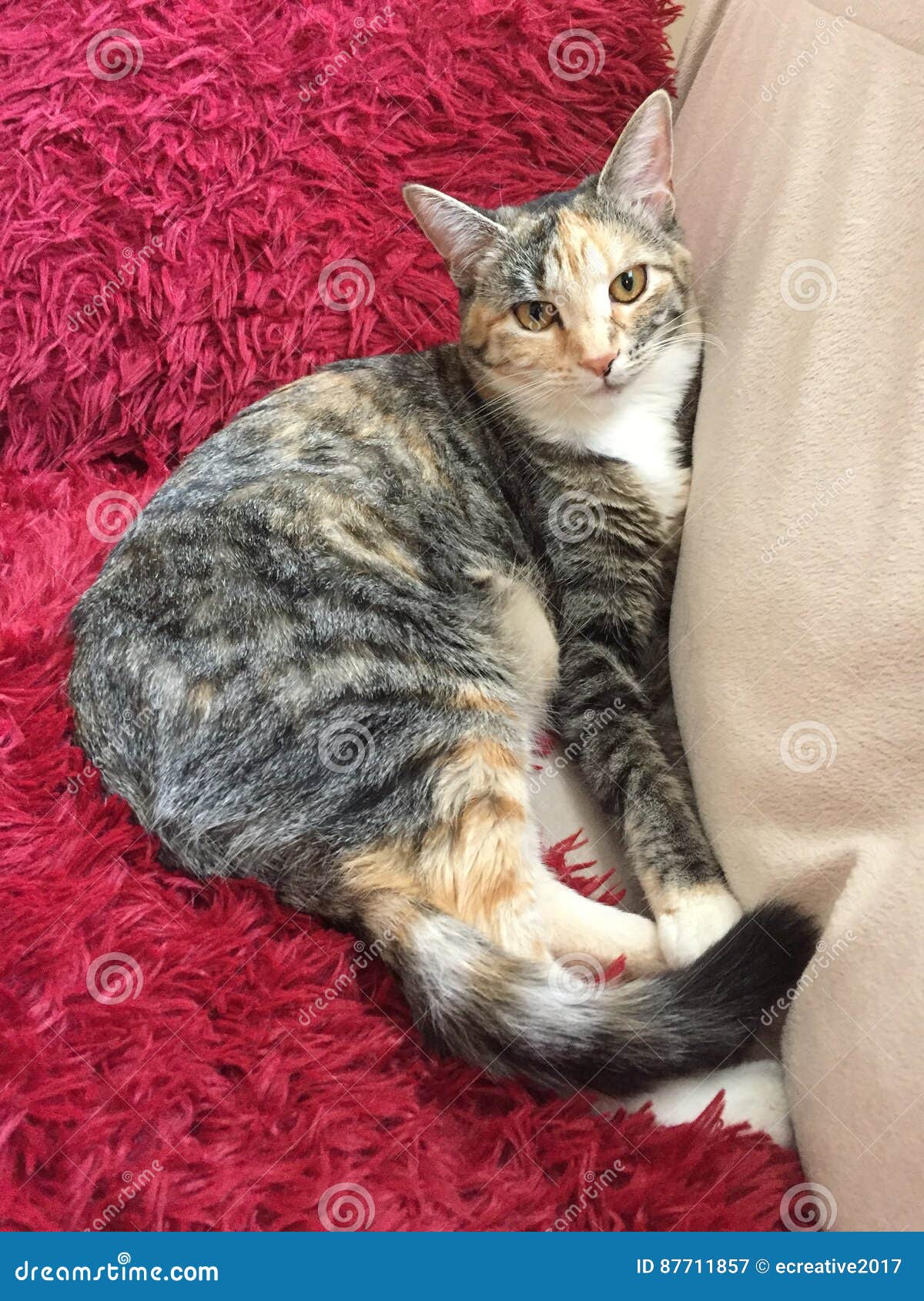 Schildpatt Tabby Girl Cat Stockbild Bild Von Bär Haben - 