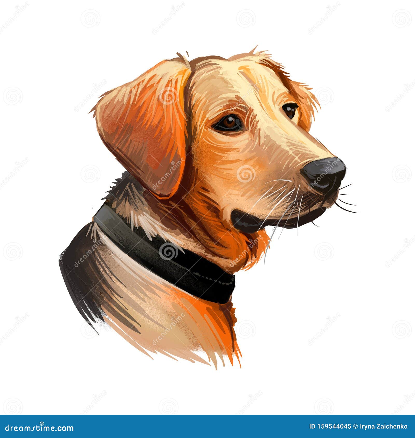 Schillerstovare Dog Portrait Isolated On White Digital Art Illustration Of Hand Drawn Web T Shirt Print And Puppy Cover Design Stock Image Image Of Drawn Portrait 159544045