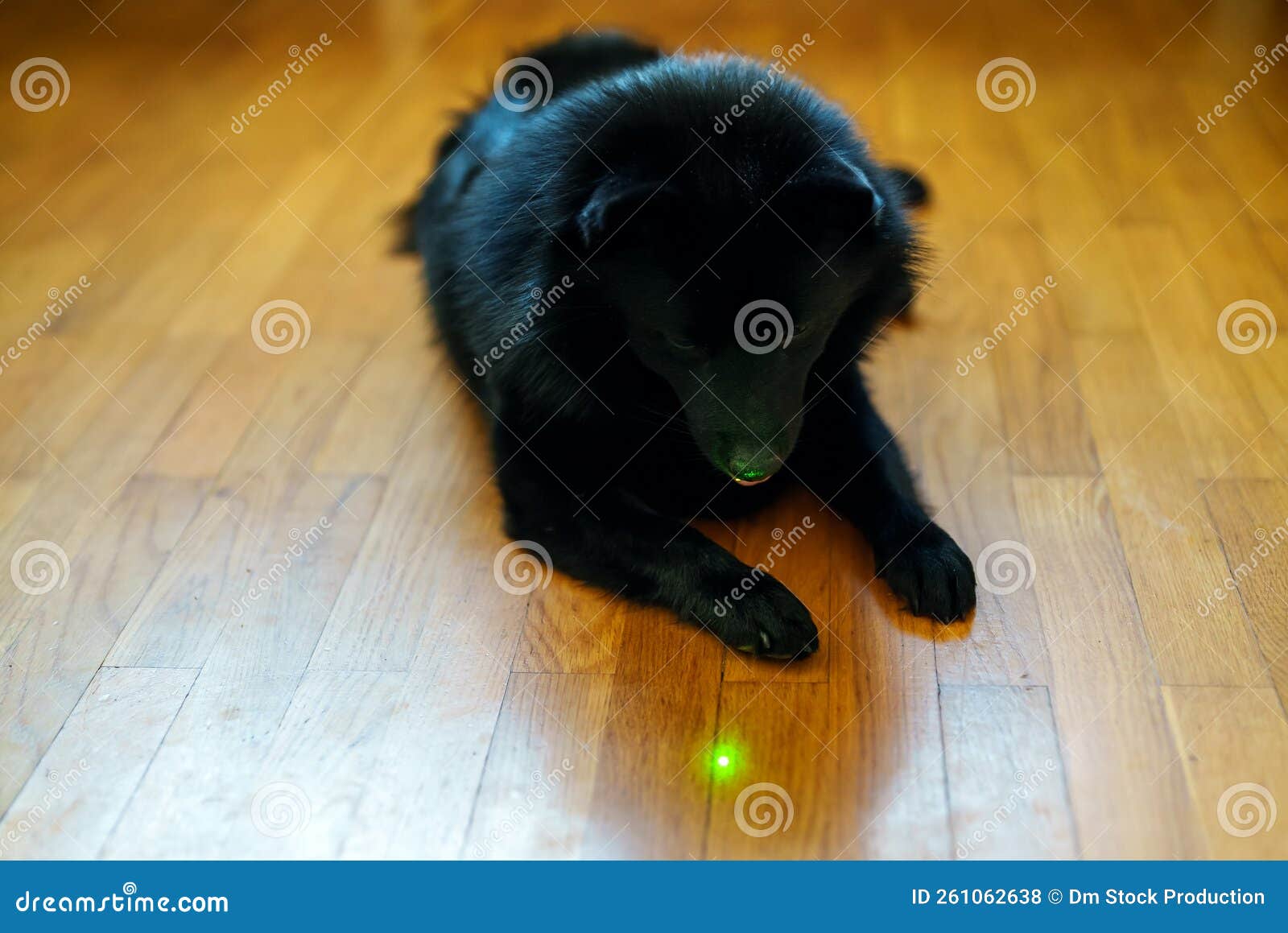 Dog Laser Eyes Stock Photos Free & RoyaltyFree Stock Photos from