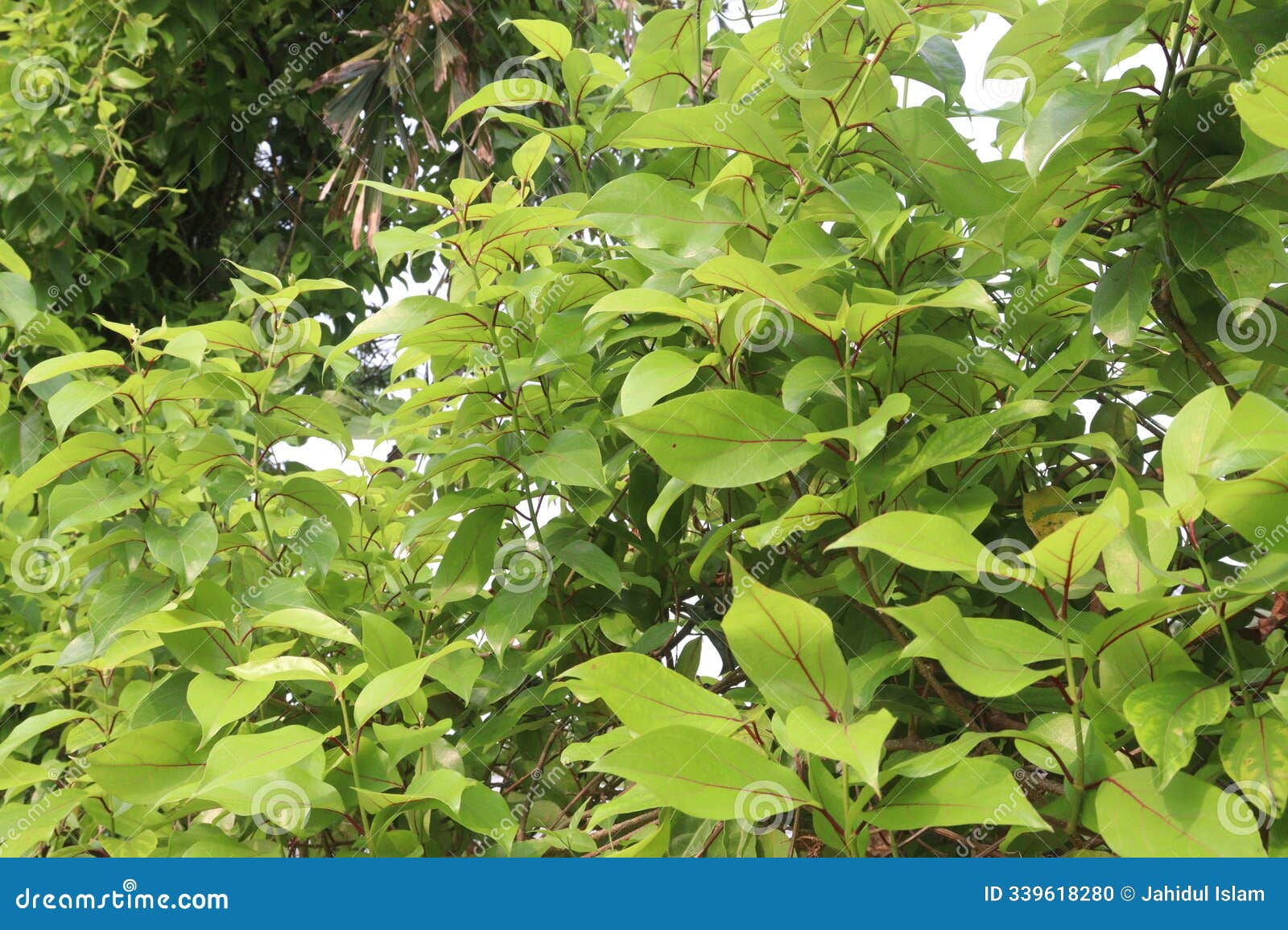 schisandra chinensis fruit plant on farm