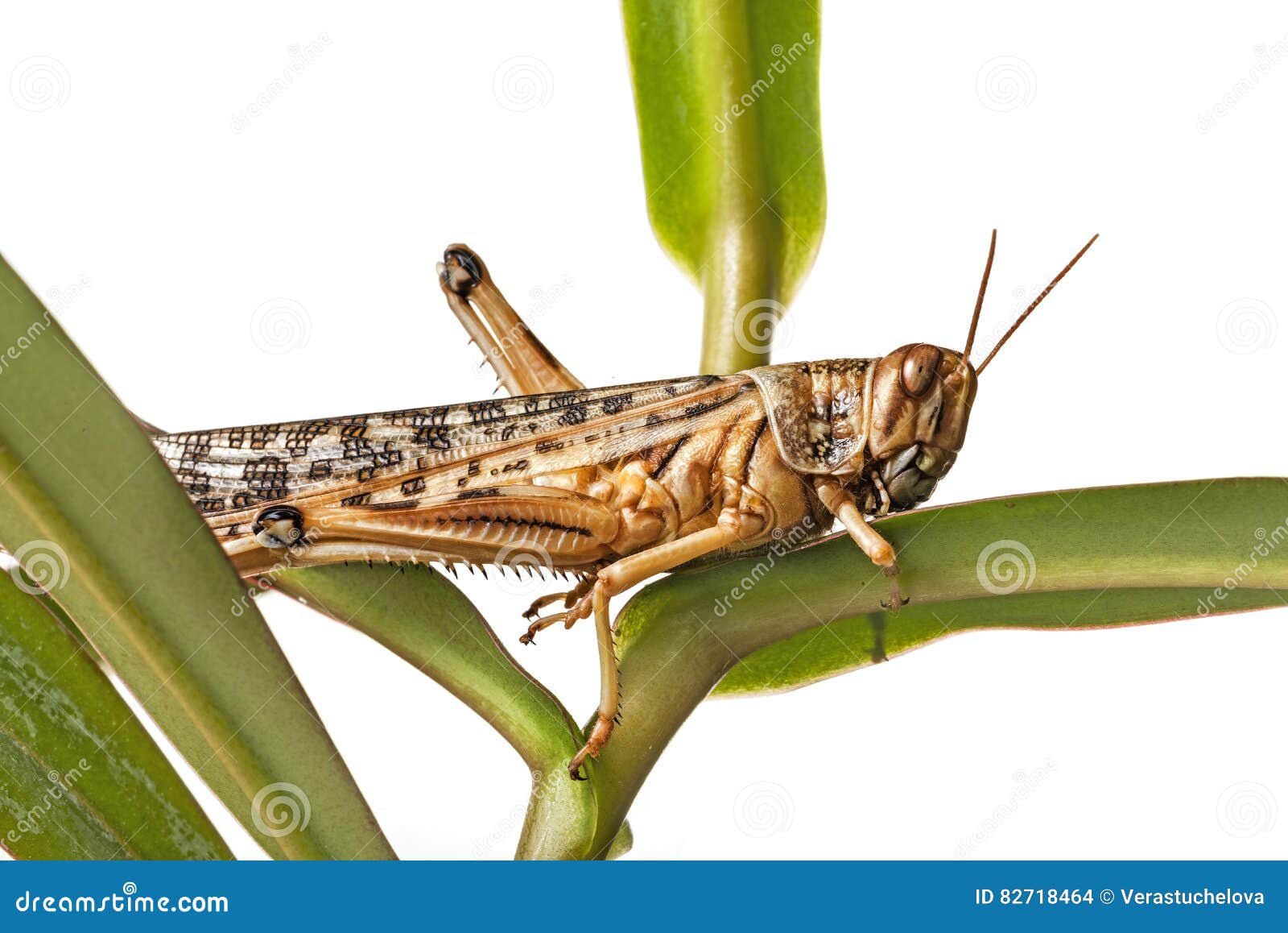 Occhiali Desert Locust - Protezione Antivento E Polvere Per Outdoor Sportivi - Foto 10