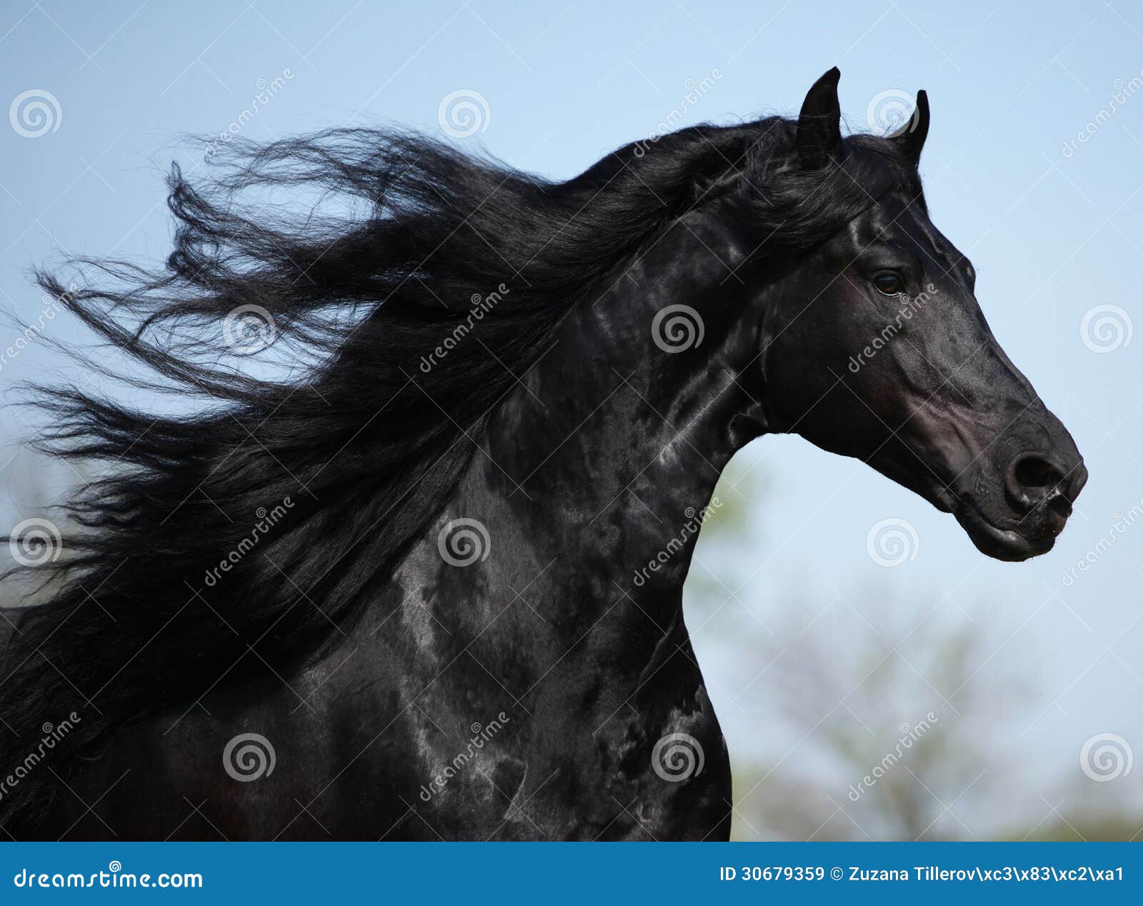 Schitterende friesian hengst met lange manen die op weiland lopen. Schitterende friesian hengst met lange manen die op weiland in de lente lopen