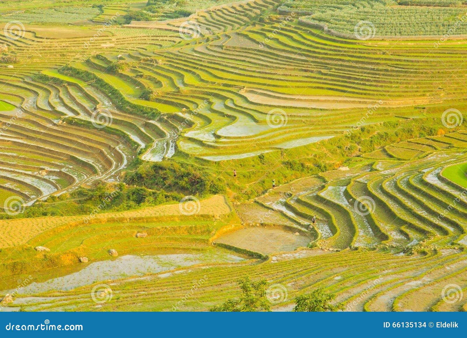 Schitterende Landbouwbedrijfgebieden, Padieveldterrassen, Sapa, Vietnam ...