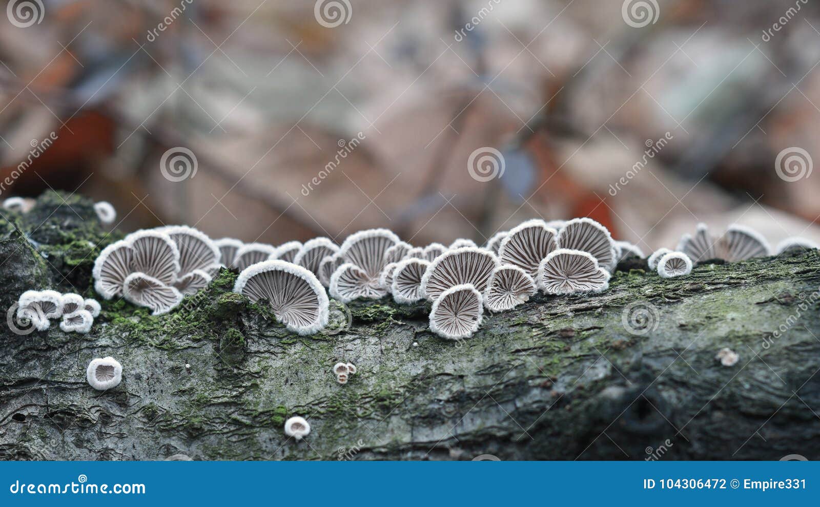 schizophyllum commune fungus