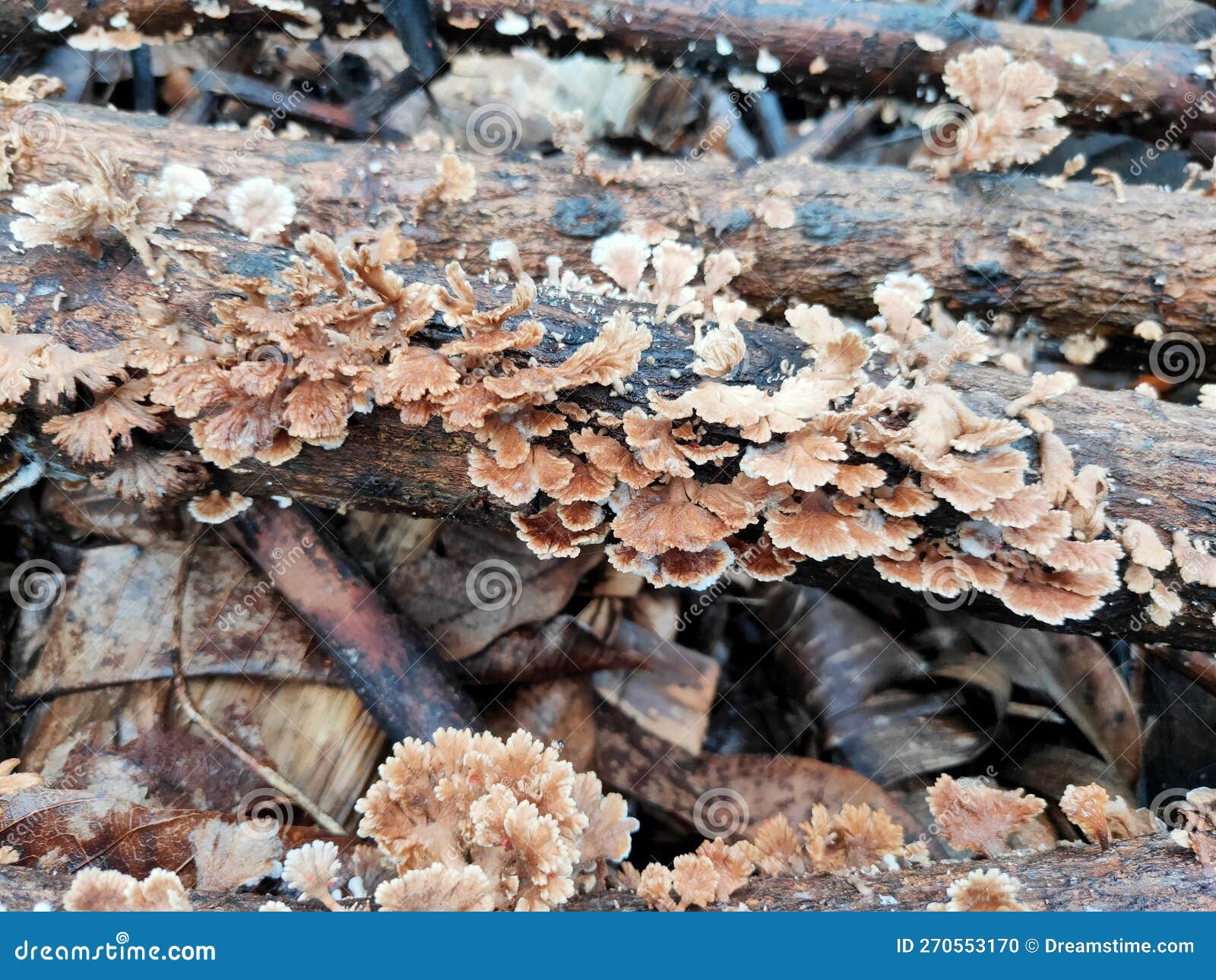 Schizophyllum Commune or Grigit Mushroom is on a Dry Tree Stock Photo