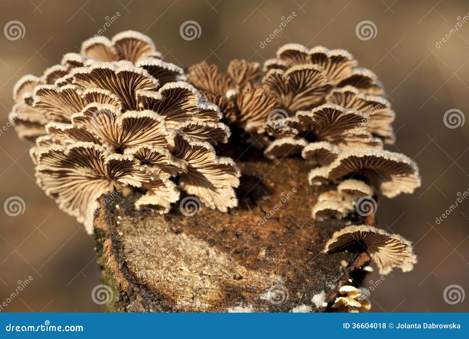 schizophyllum commune