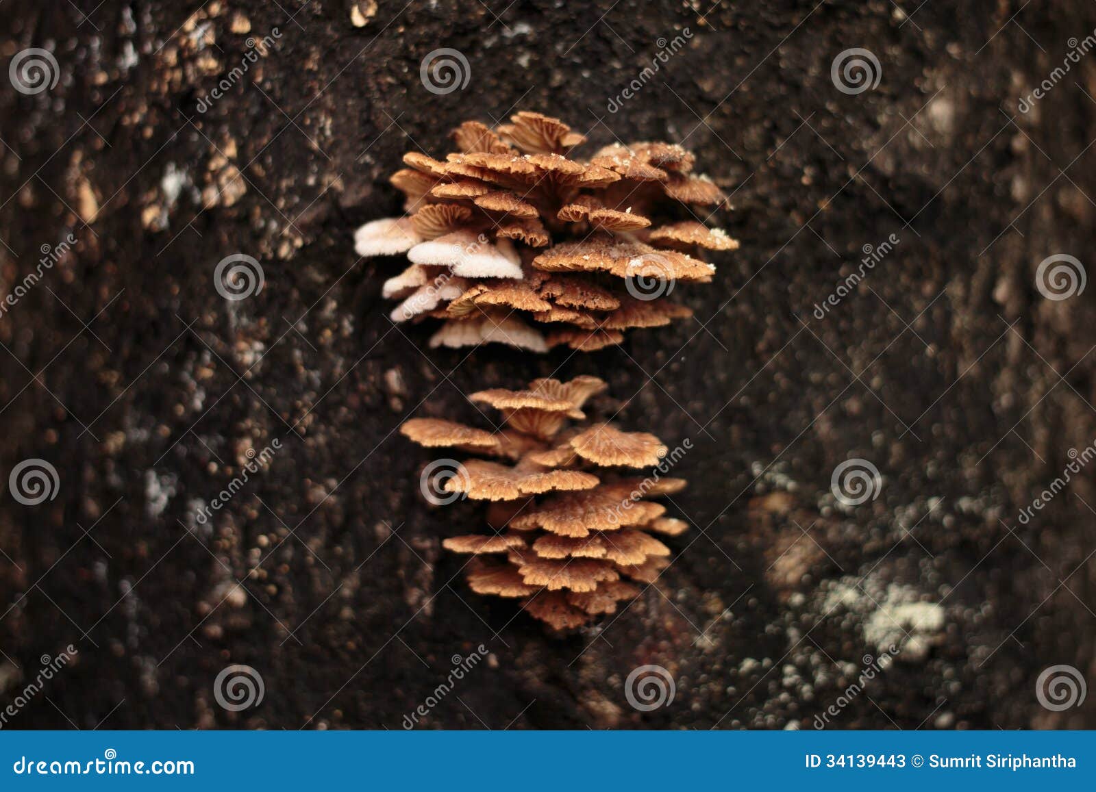 schizophyllum commune mushroom on tree