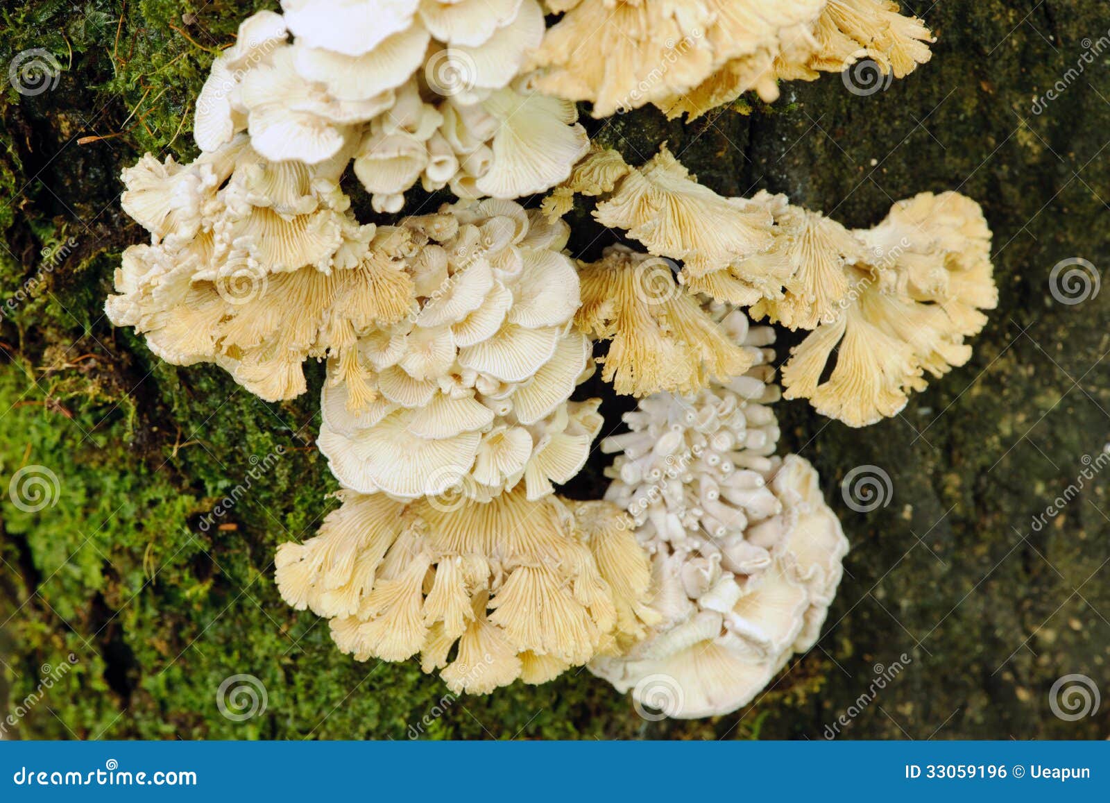 schizophyllum commune mushroom