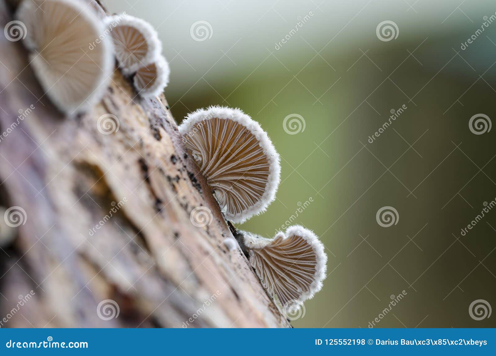 schizophyllum commune species of gilled fungus
