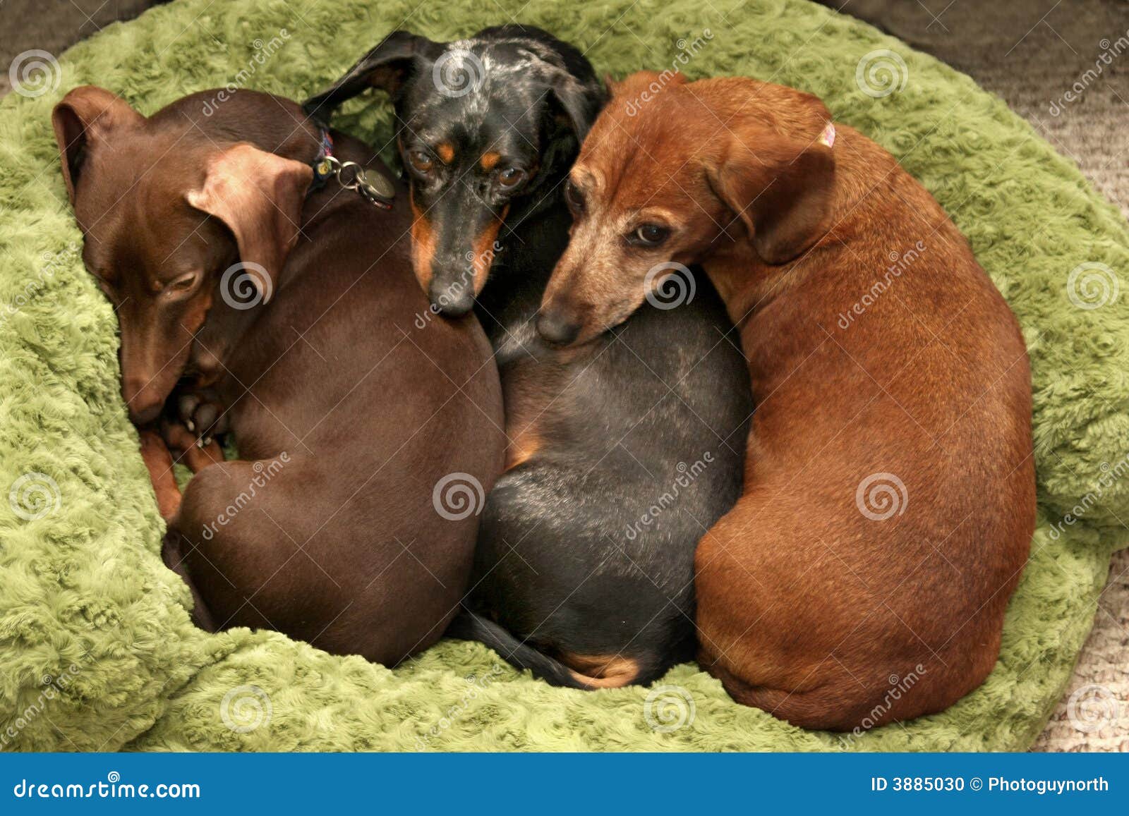 Schlafende Hunde Soll Man Nicht Wecken Stockfoto Bild von dachshund
