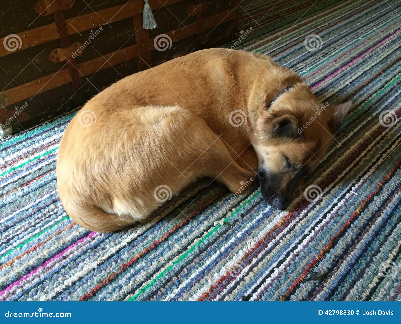 Schlafende Hunde Soll Man Nicht Wecken Stockfoto Bild von gelassen