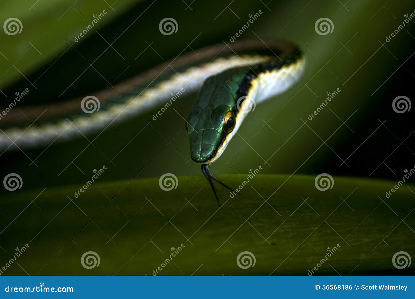 Schlange Im Gras an Den TulumRuinen, Mexiko Stockfoto Bild von