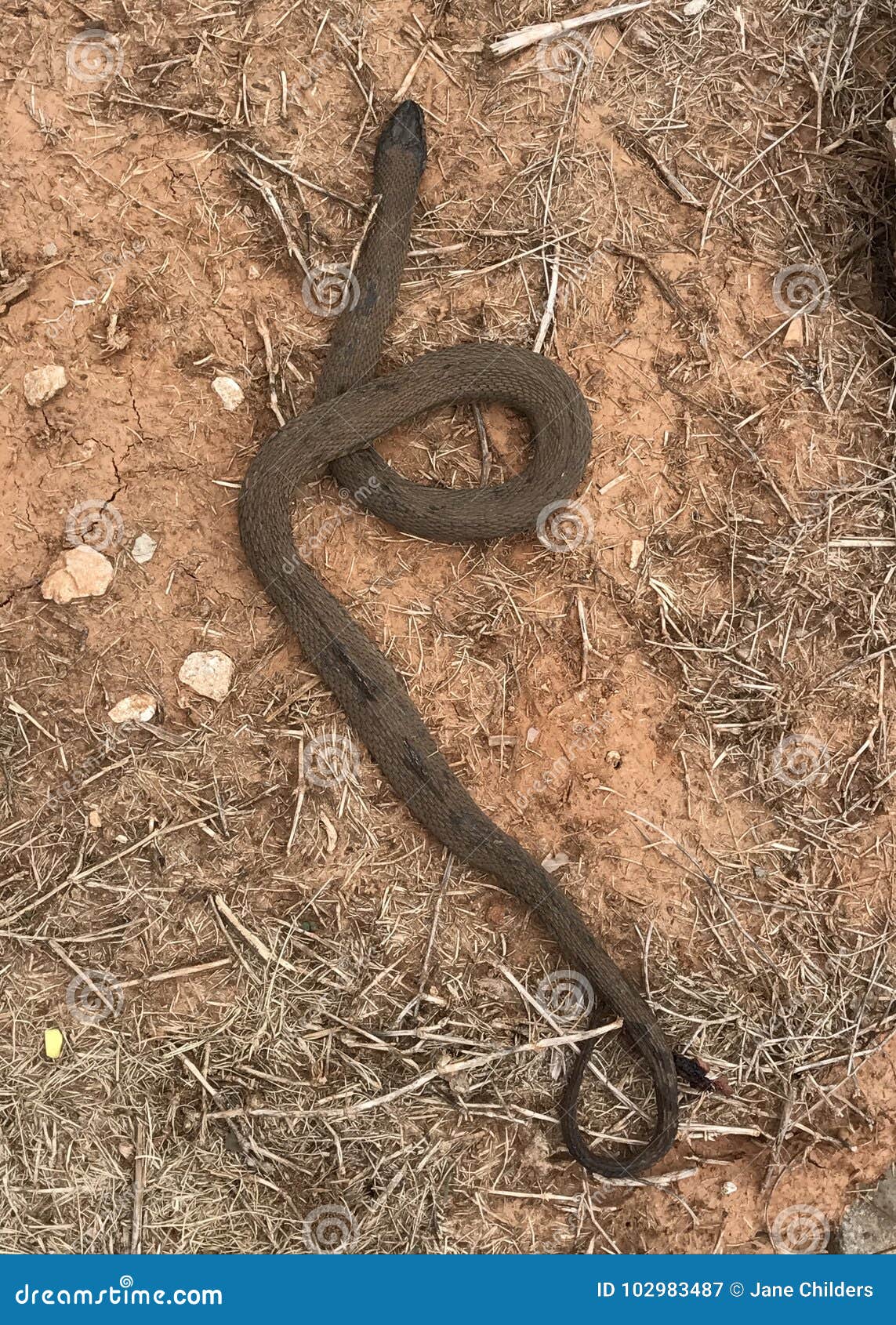 Schlange Oklahomas Brown stockbild. Bild von amphibie 102983487