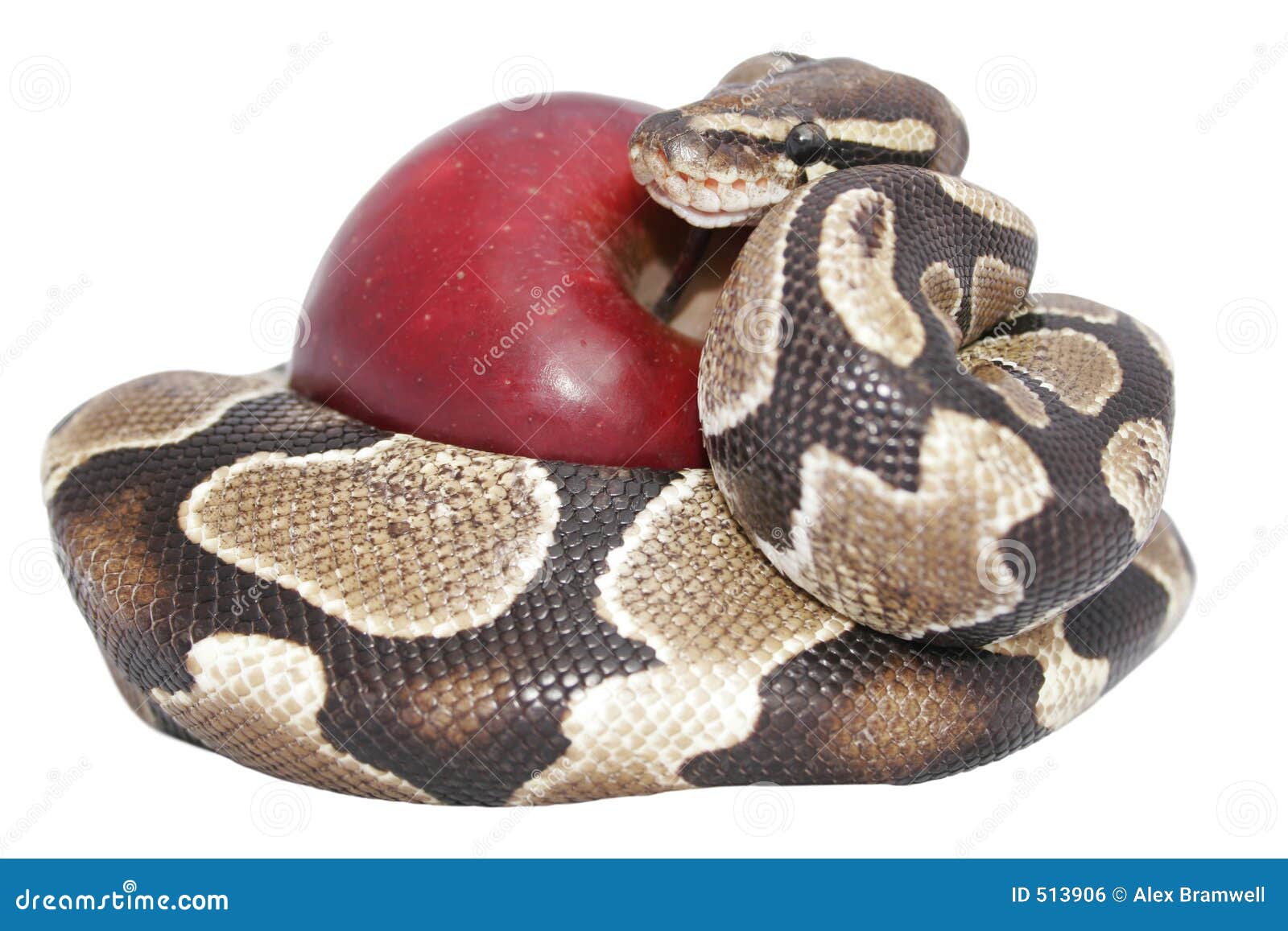Schlange und Apple. Schlange und roter Apfel getrennt; Versuchungkonzept; enthält Ausschnittspfad