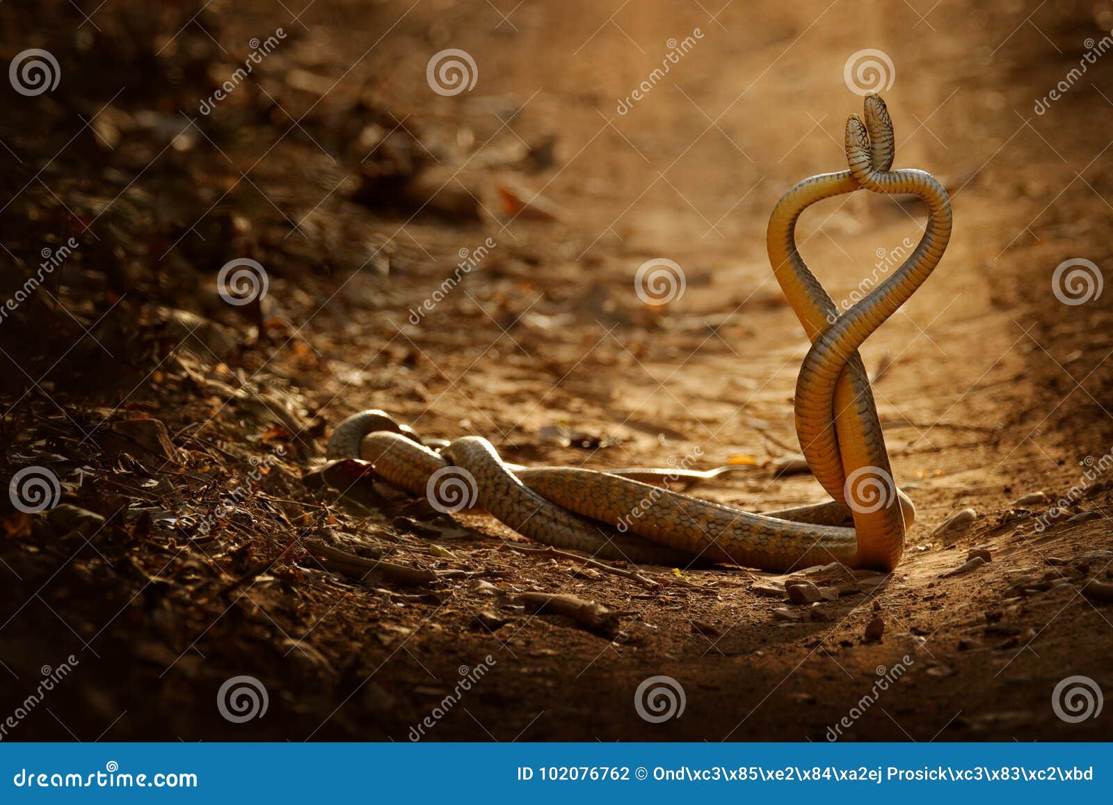 Schlangenkampf Indische Rattenschlange Ptyasschleimhaut Zwei Ungiftige Indische Schlangen Die In Der Liebe Entwirrt Werden Tan Stockfoto Bild Von Liebe Ptyasschleimhaut