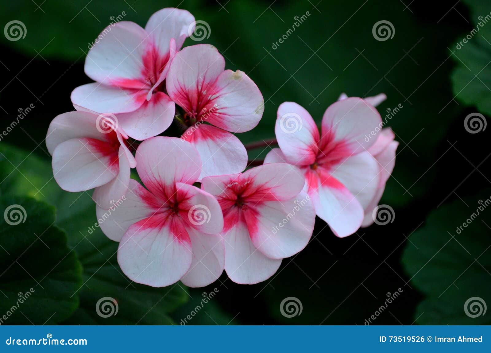 Schliessen Sie Oben Von Den Rosa Violetten Und Weissen Blumen Mit Dem Staubgefasse Stockfoto Bild Von Staubgefasse Weissen