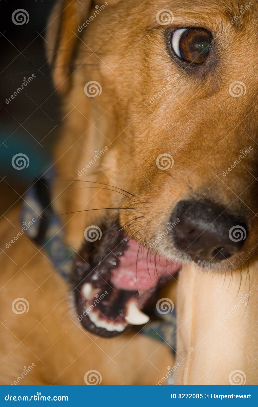 Schließen Sie Oben Vom Netten Hund, Der Einen SchlachthautKnochen Kaut
