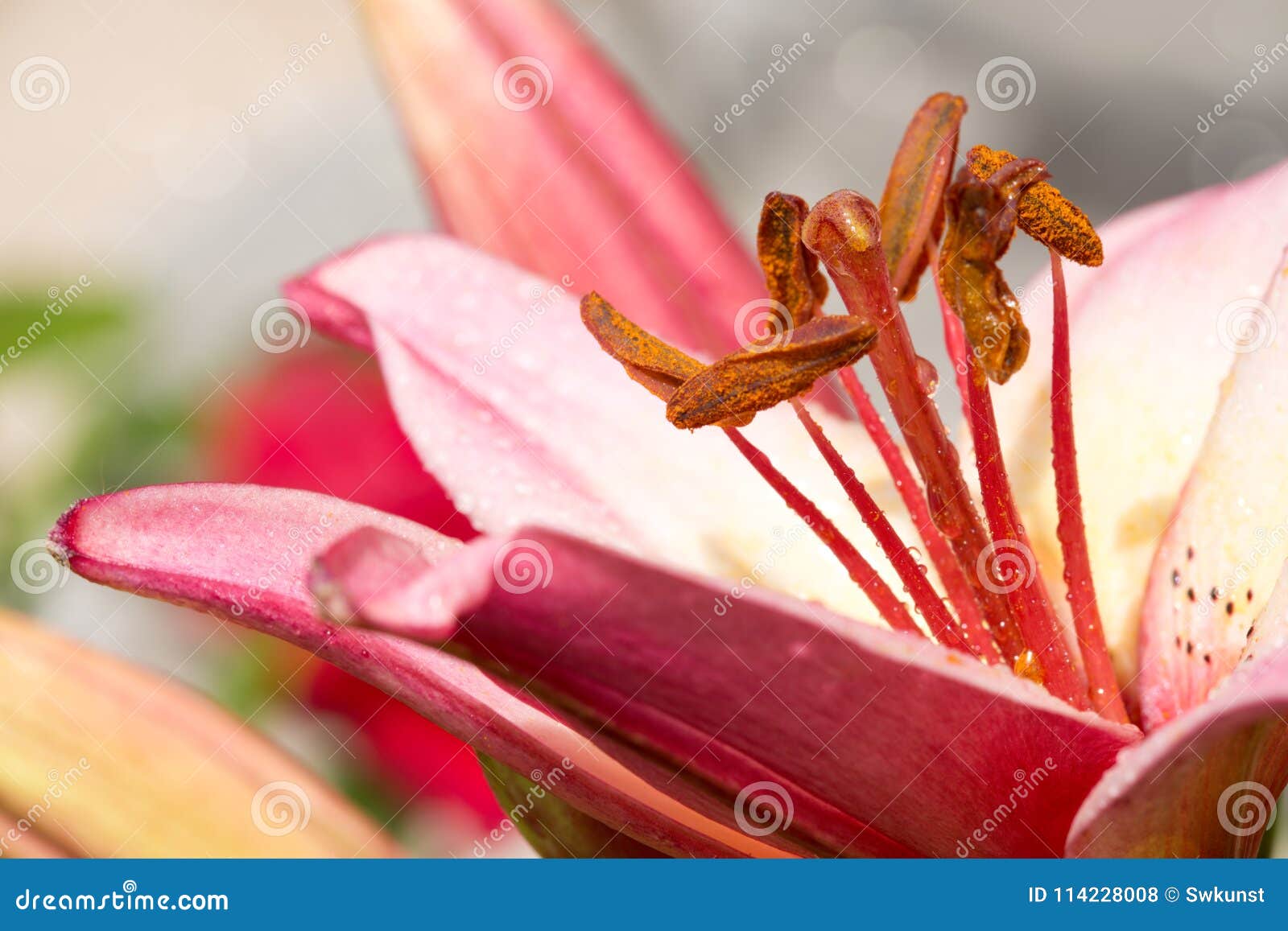 Schließen Sie oben von den rosa Lilien- und Wassertropfen. Schließen Sie oben von der rosa Lilie im Sommergarten Selektiver Fokus