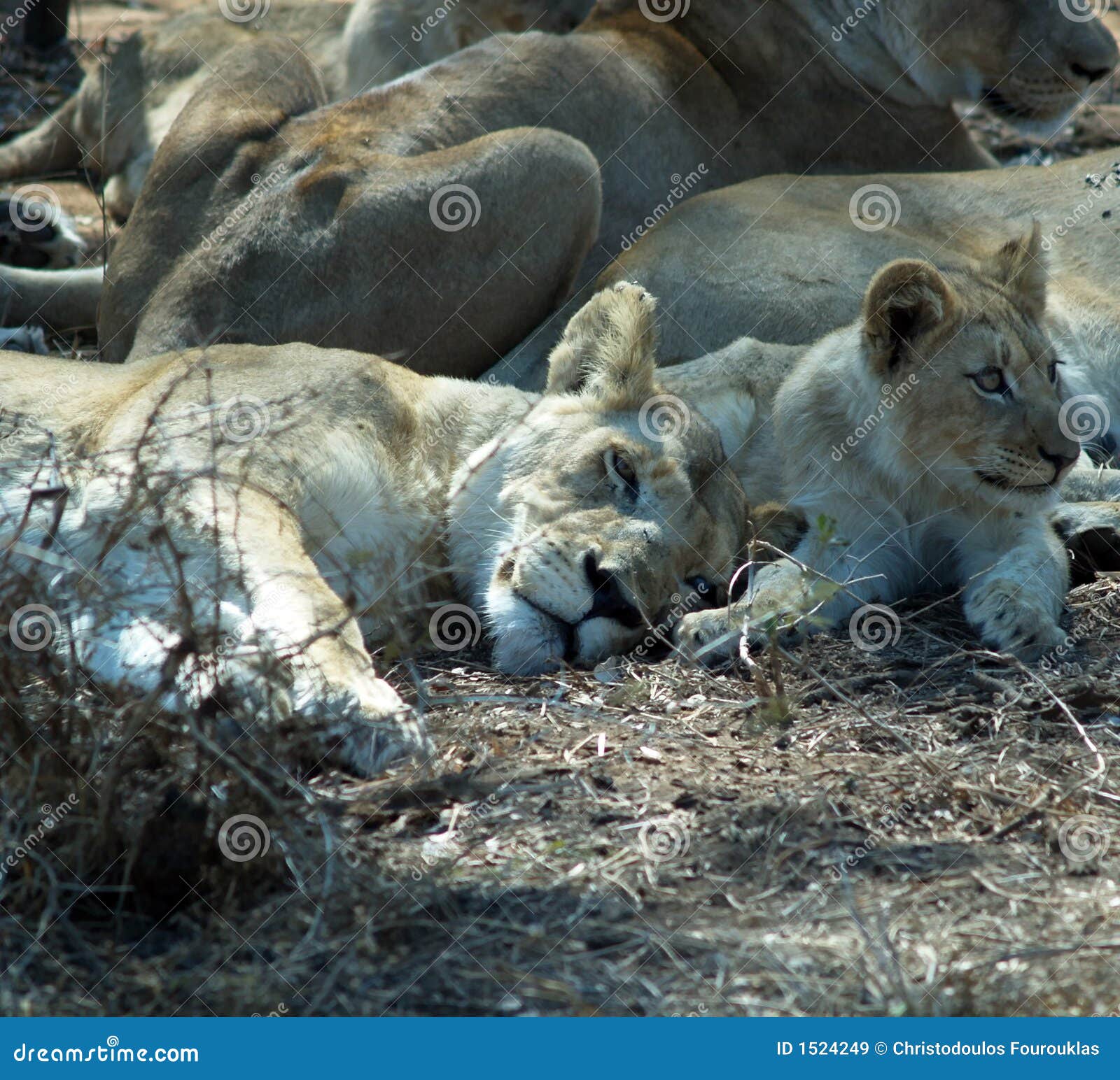 Schläfrige Löwen. Einige Löwen in Hlane, Swasiland