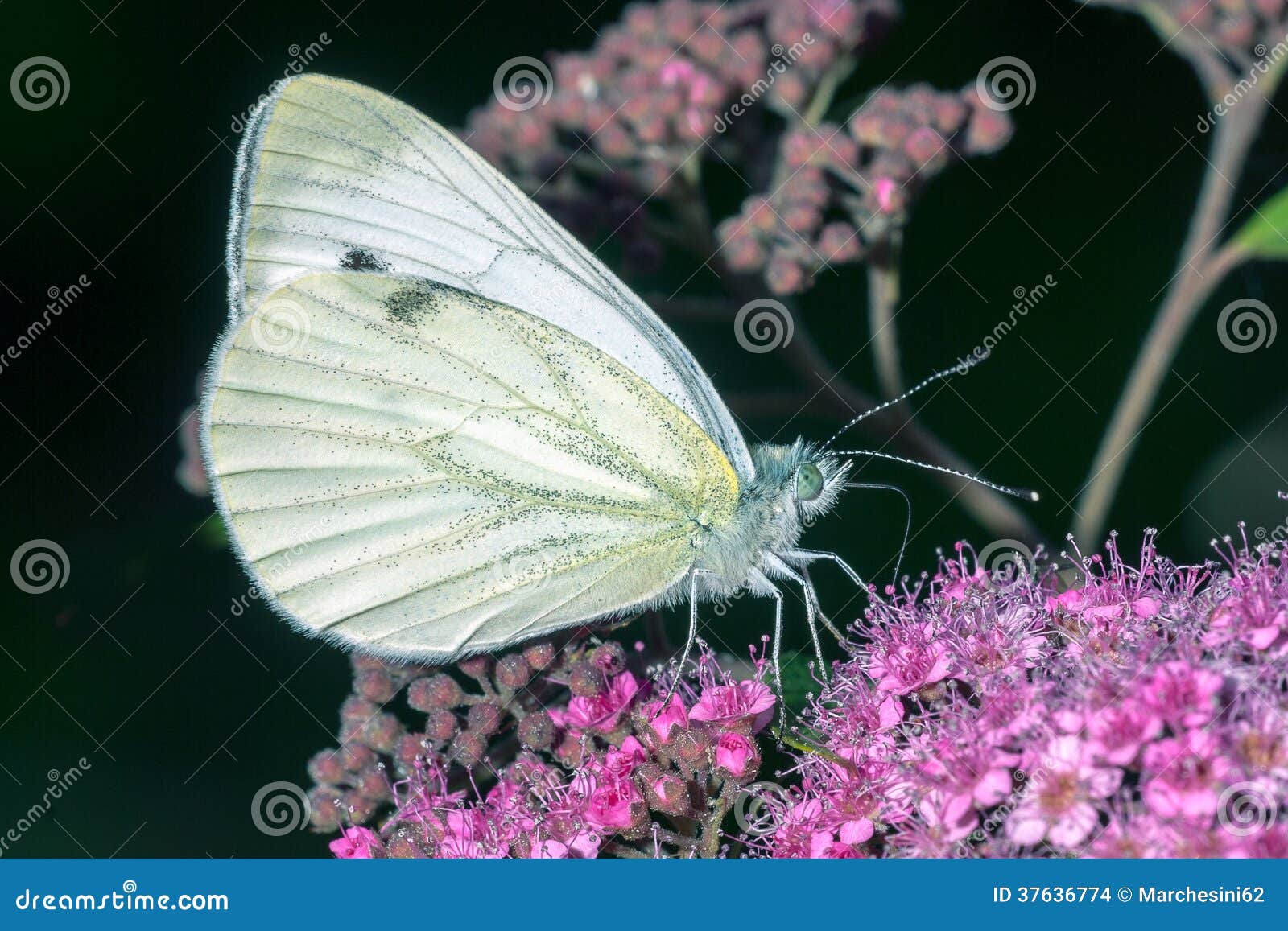 Schmetterling Auf Einer Blume Stockfoto - Bild von basisrecheneinheit