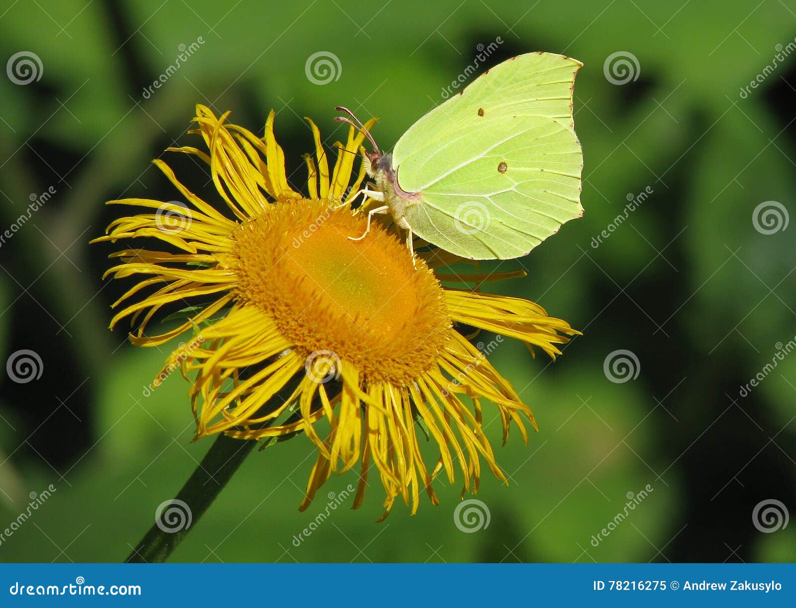 Schmetterling Gonepteryx-Tier-Insektenblume