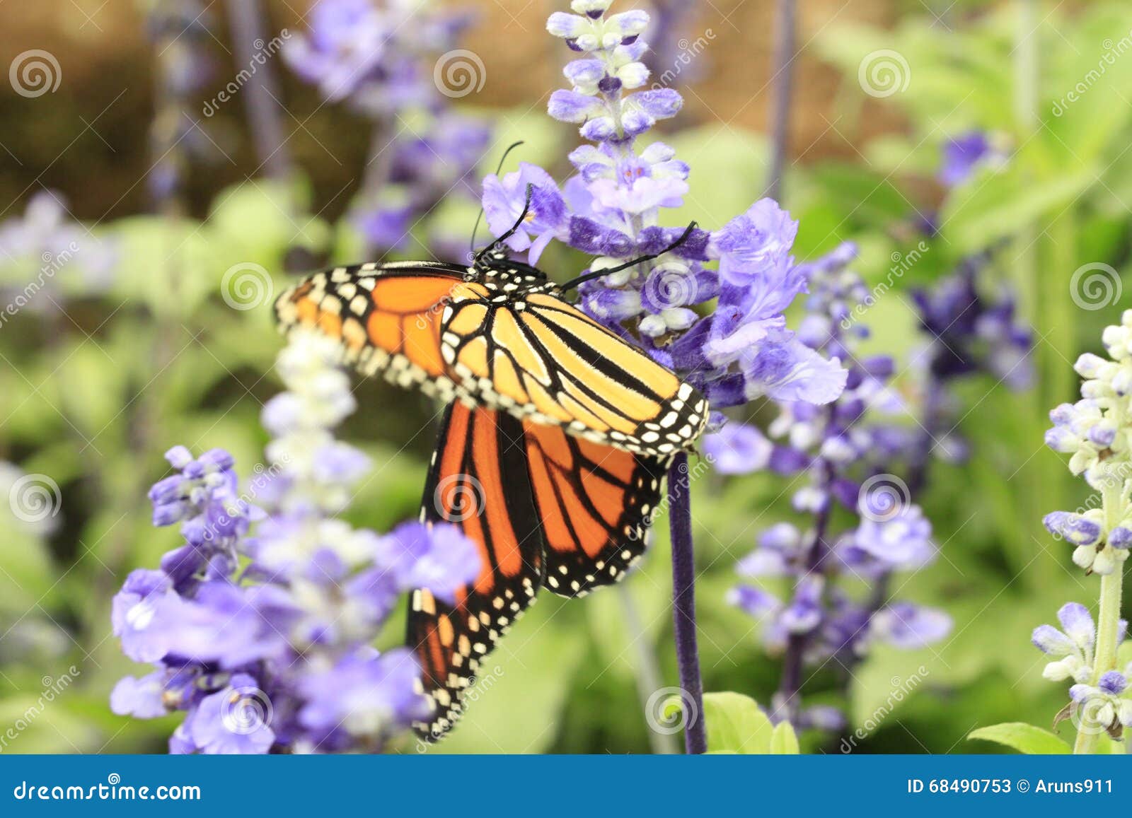 Schmetterlinge Blumen Und Anlagen Stockbild Bild Von Blumen Schmetterlinge