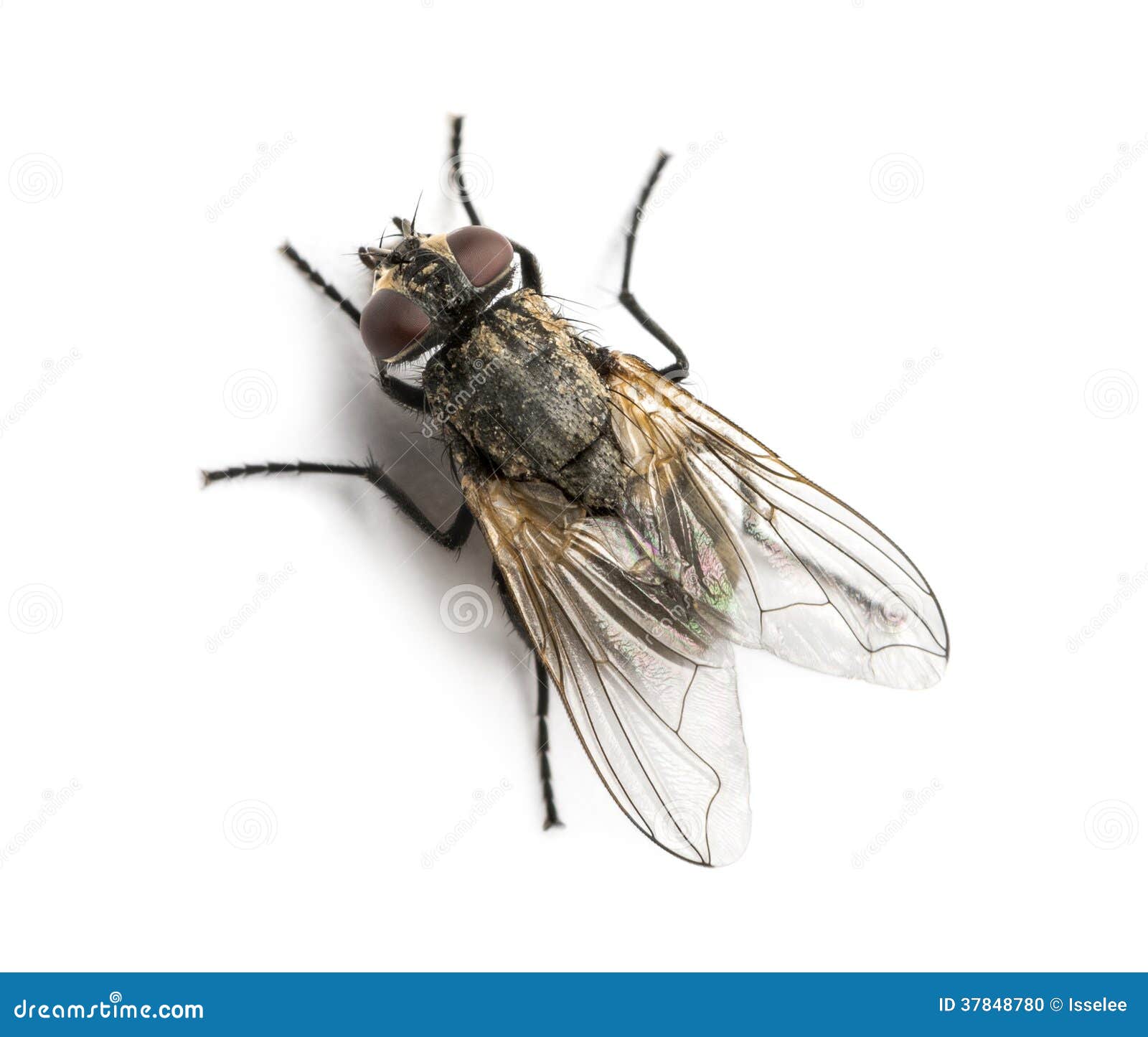 clipart house fly - photo #28